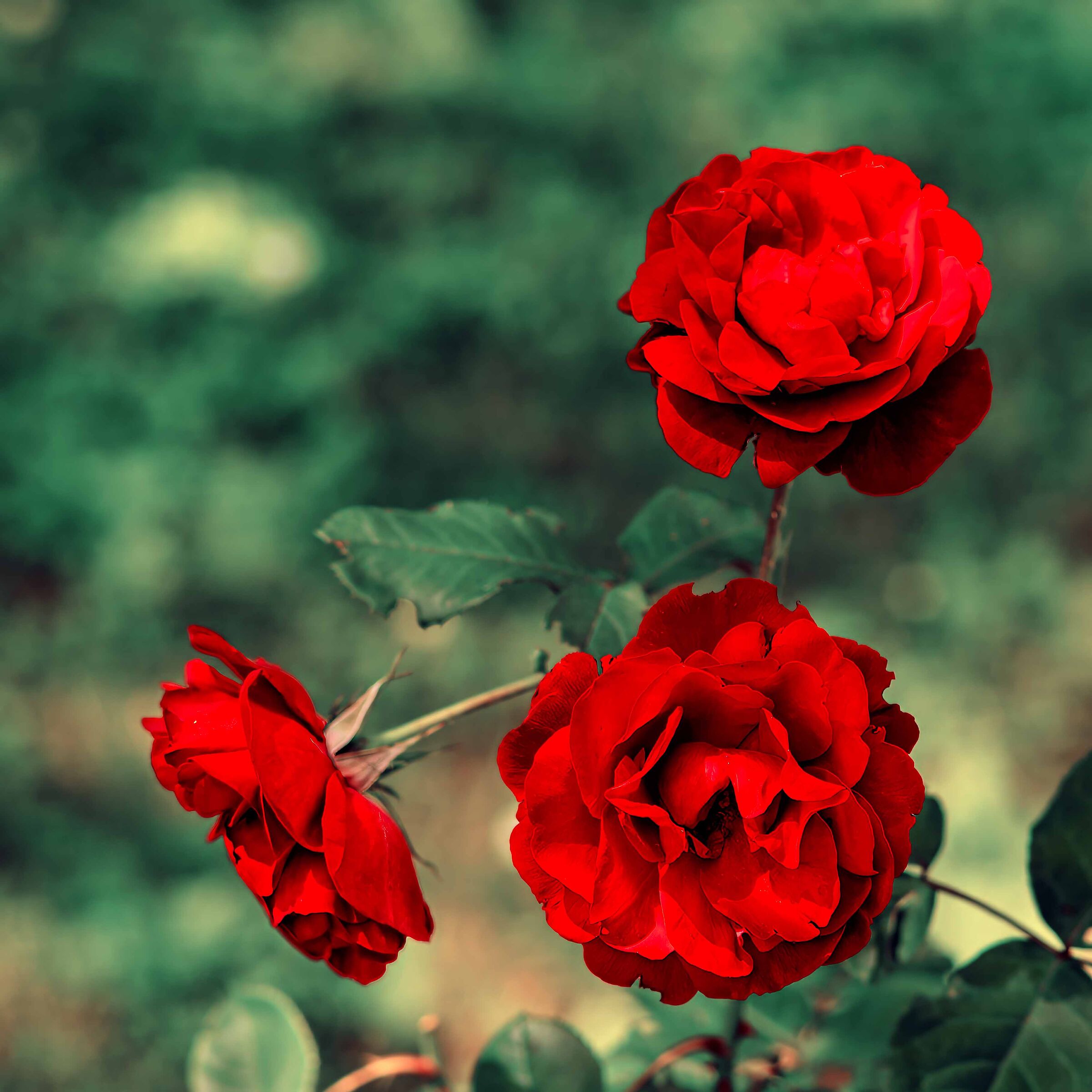 Rosa, rosae, resae, rosam............