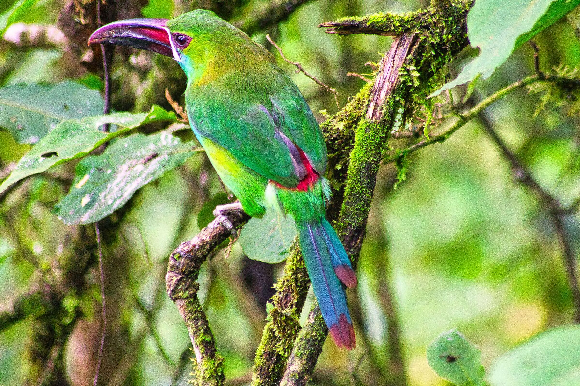 Tucanetto Groppacremisi