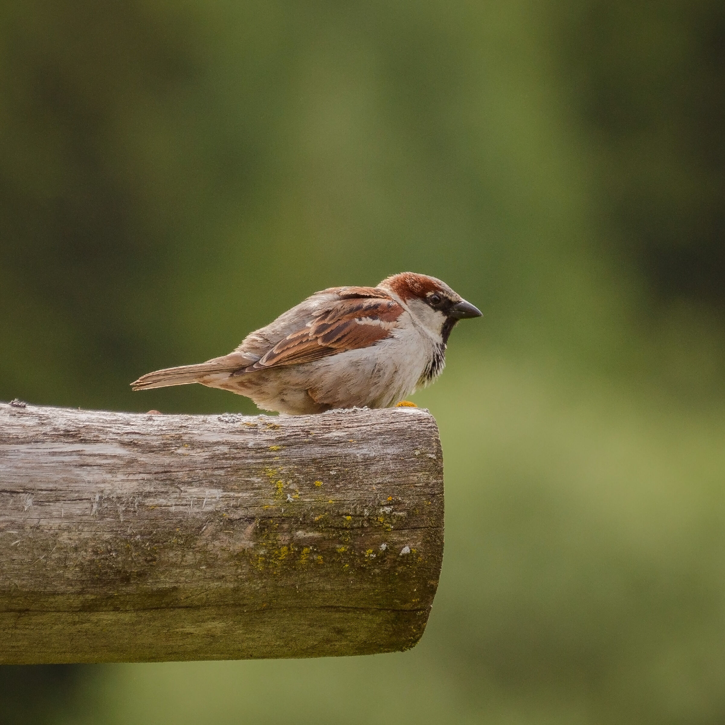 Young sparrow