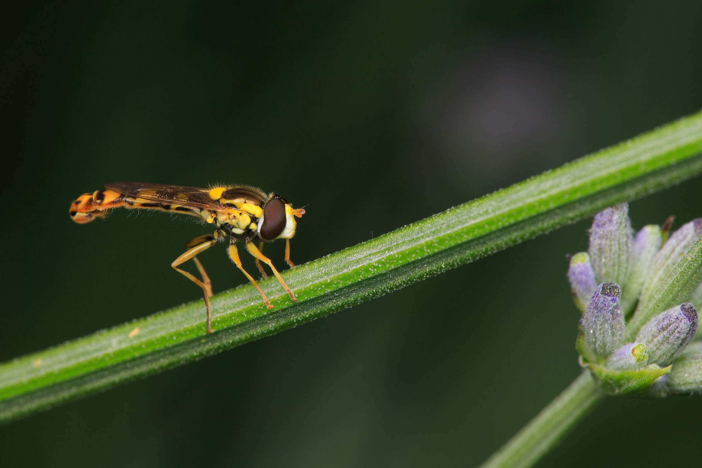 Sphaerophoria scripta