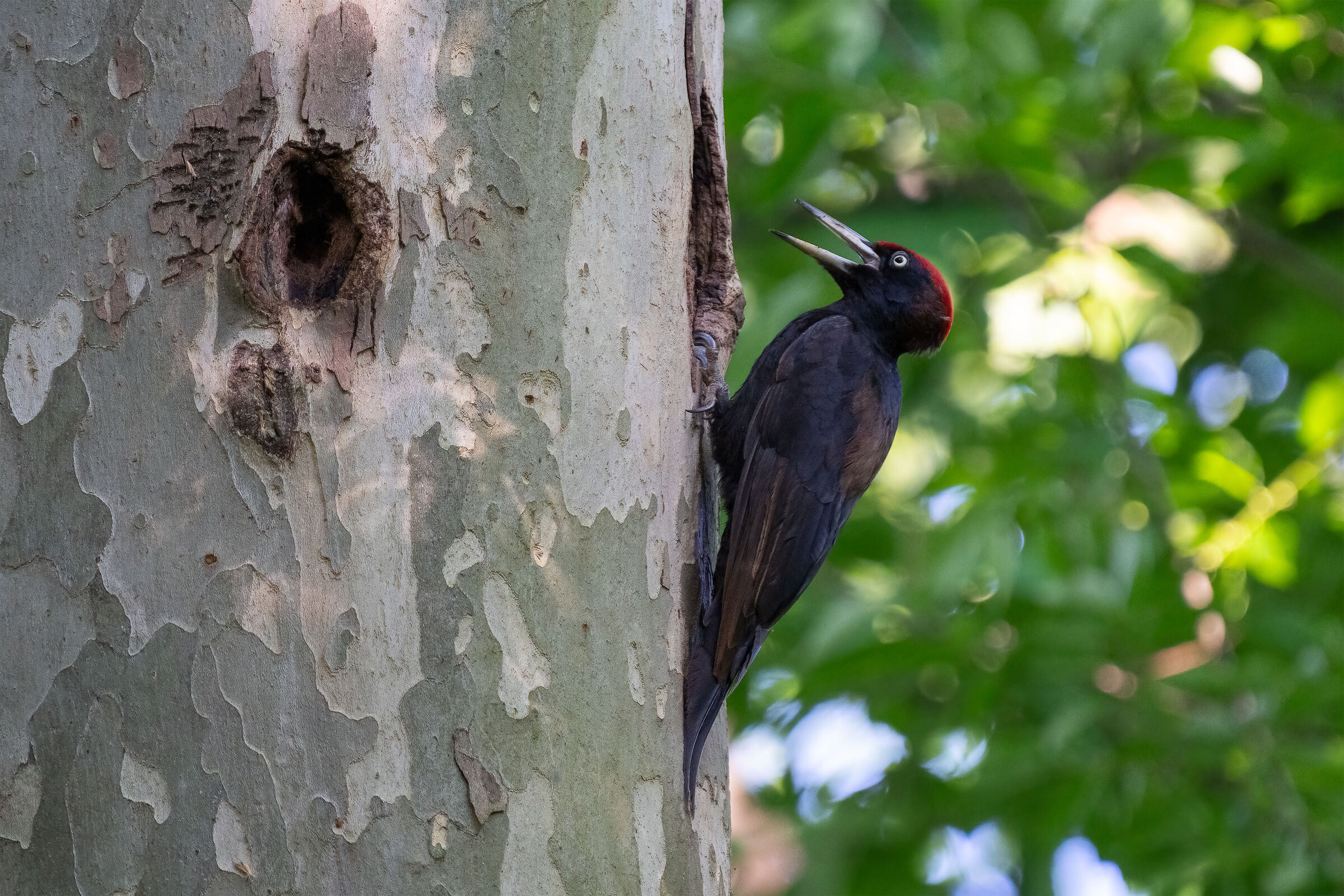 Black woodpecker