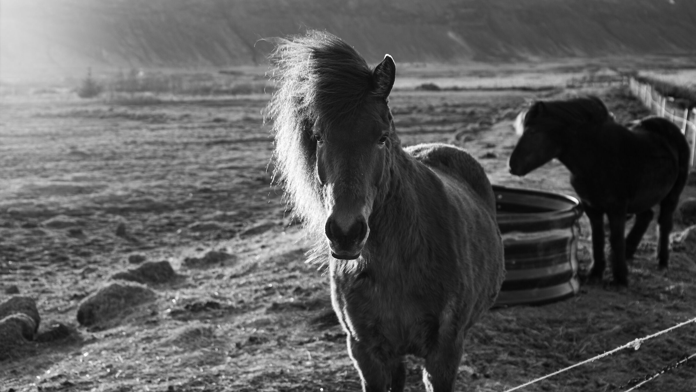 Icelandic horses