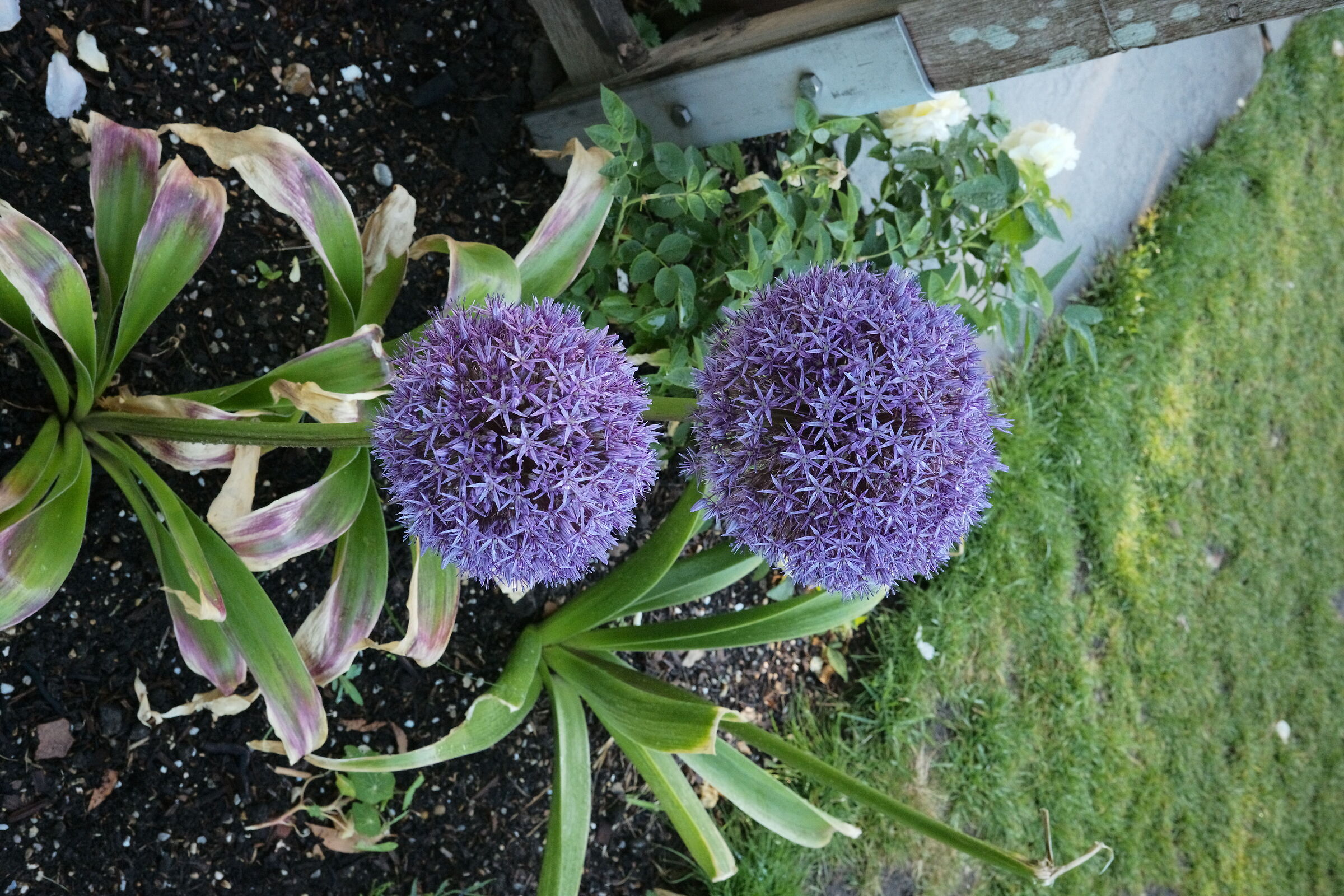 Allium Christophii