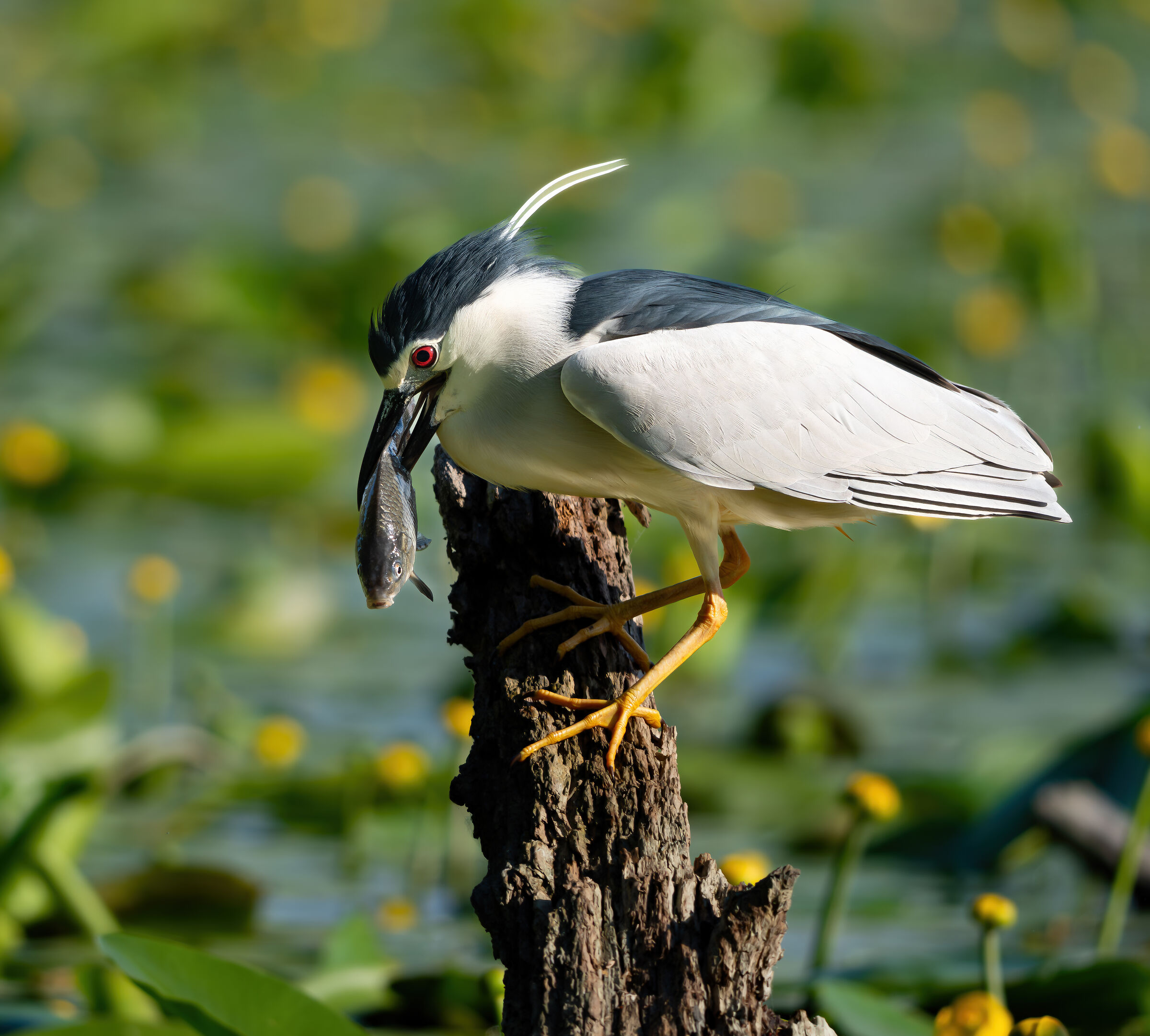 Night Heron with prey