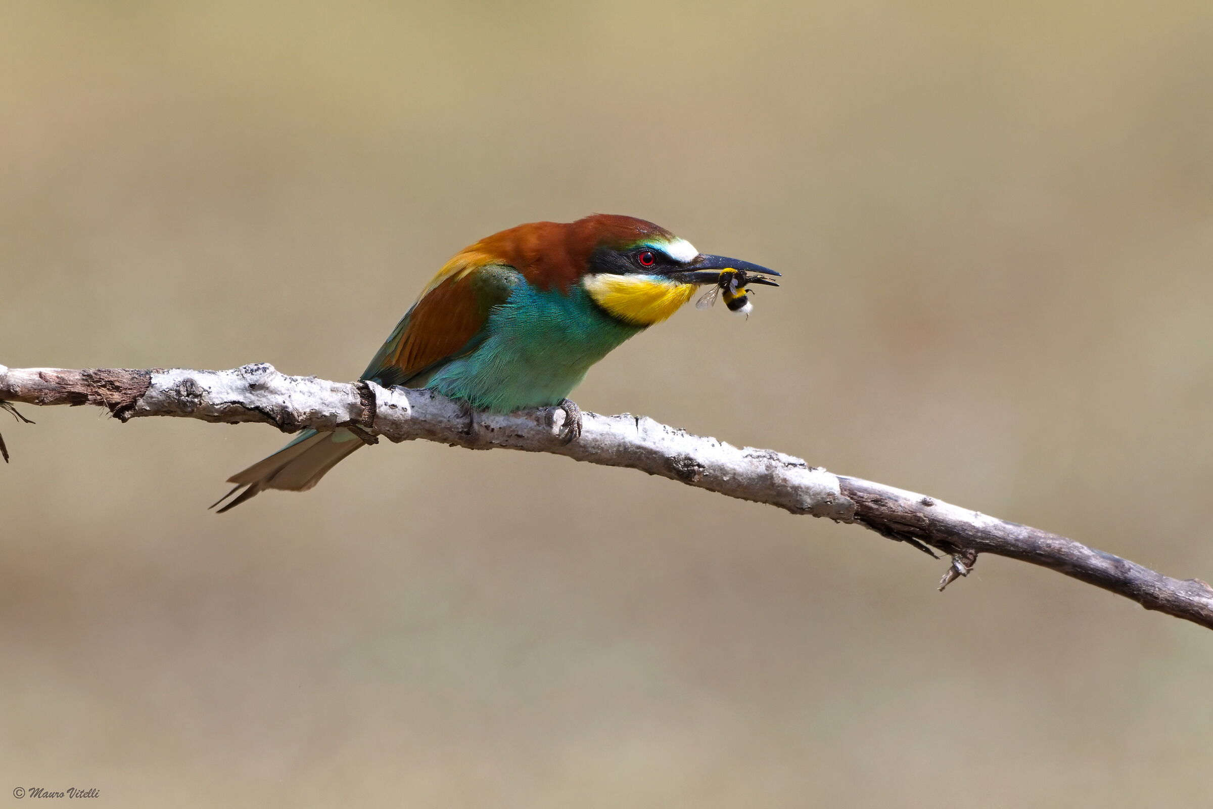 Bee-eater (Merops apiaster)