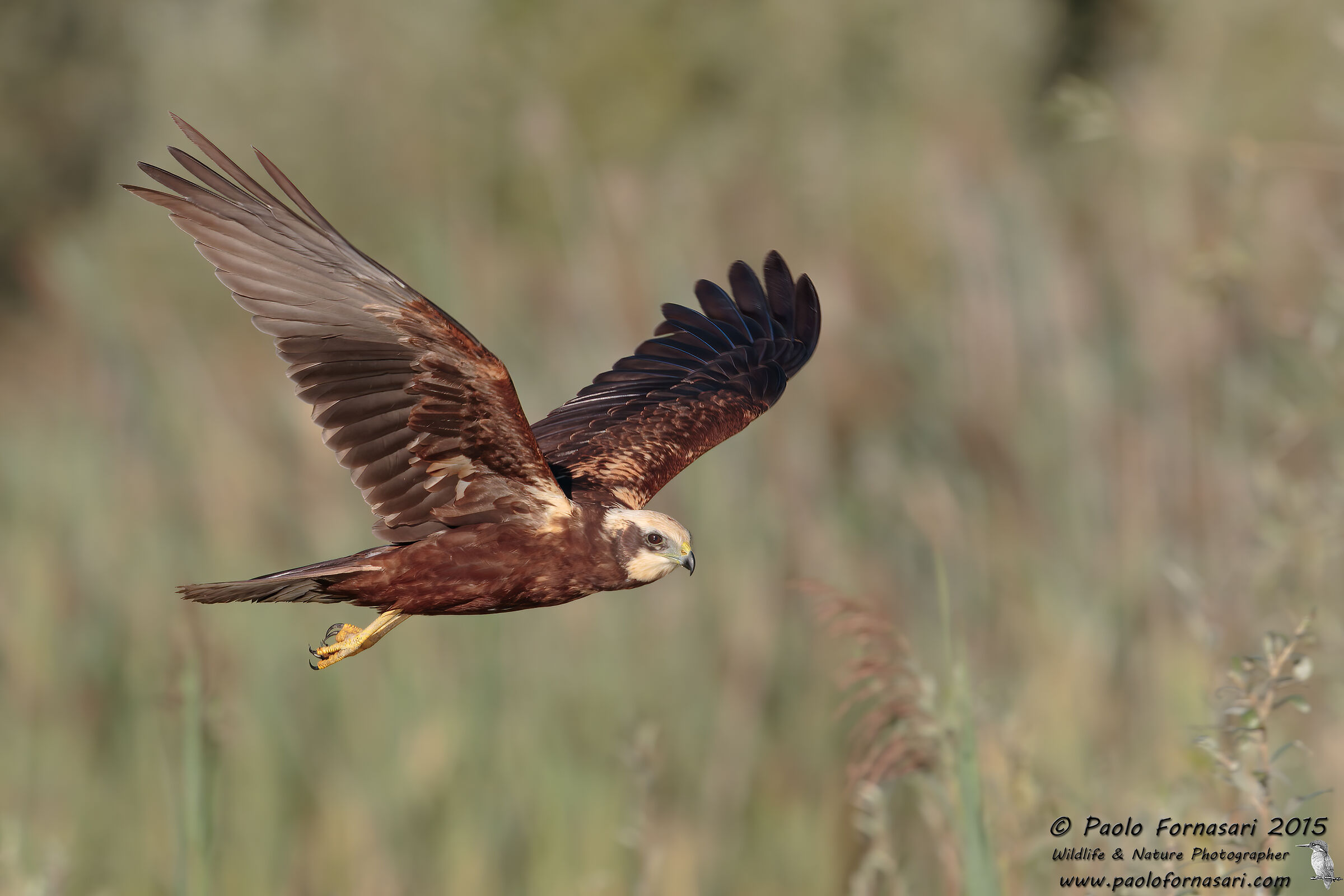 Patrol on the reeds