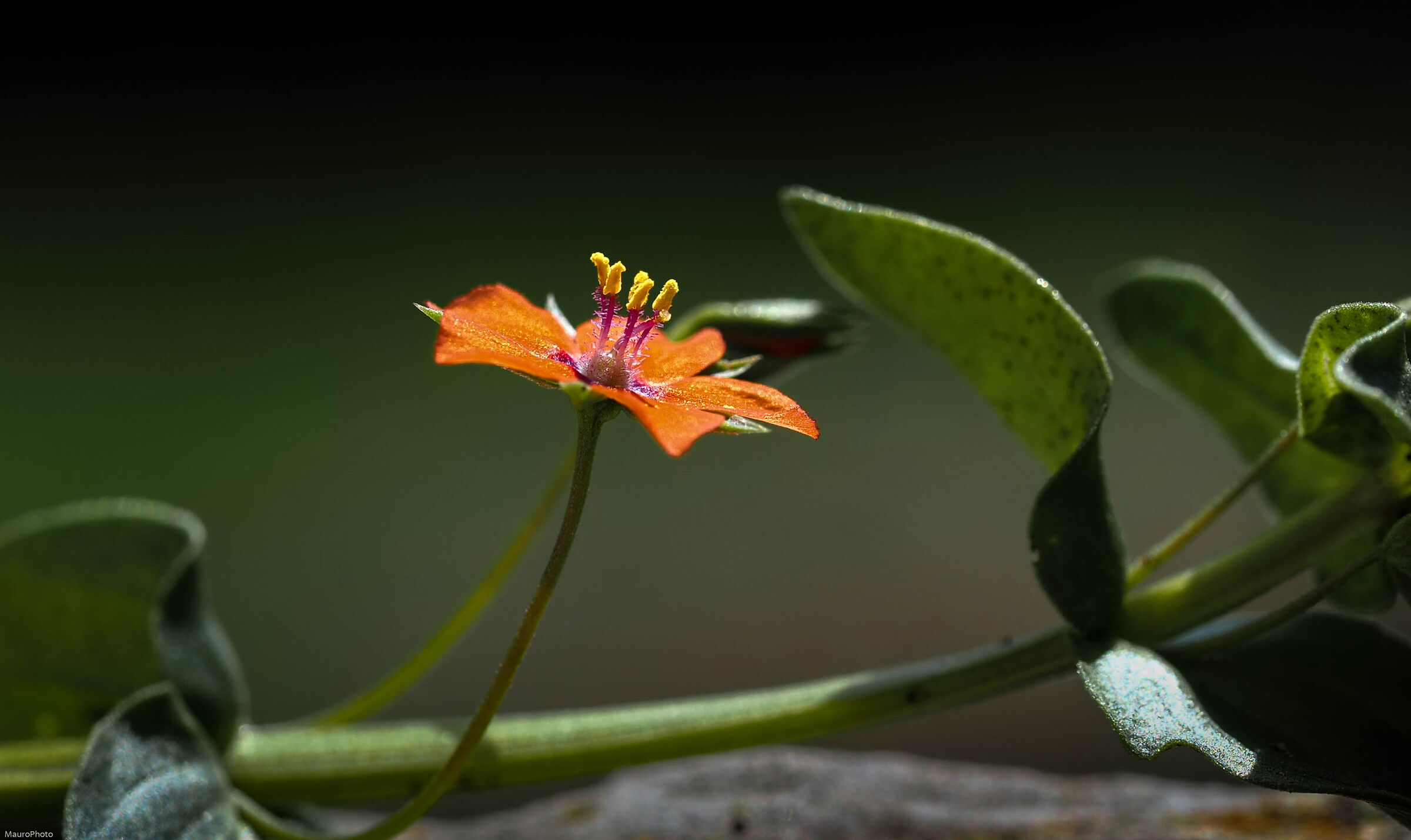Lysismachia arvensis.