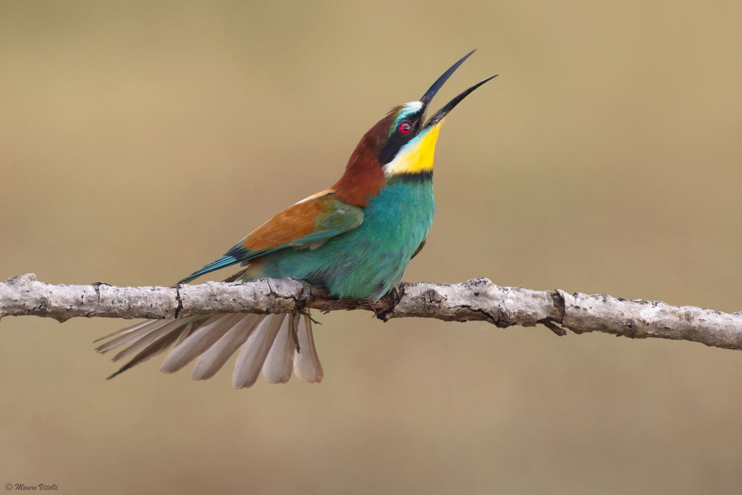Bee-eater (Merops apiaster)