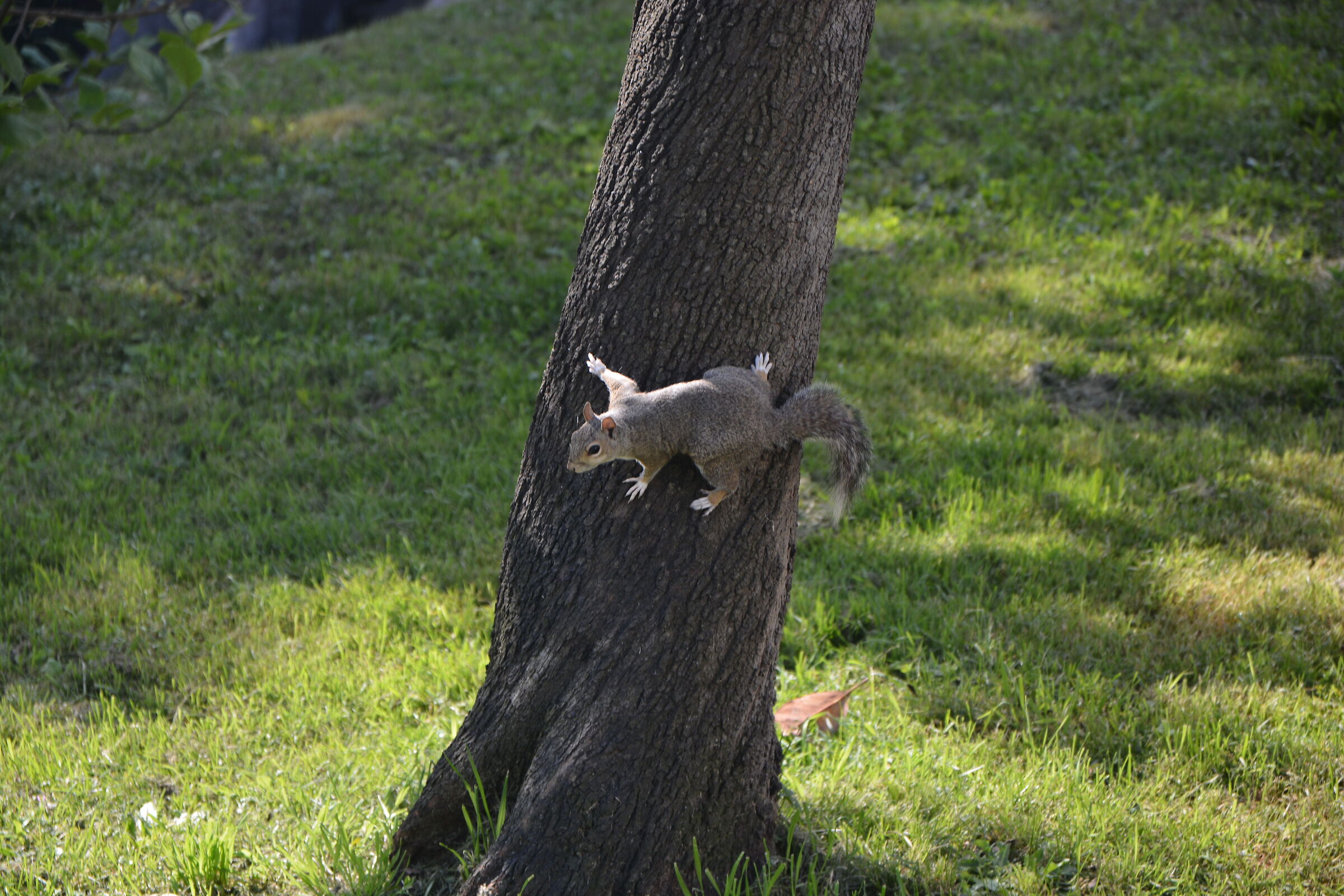 SQUIRREL