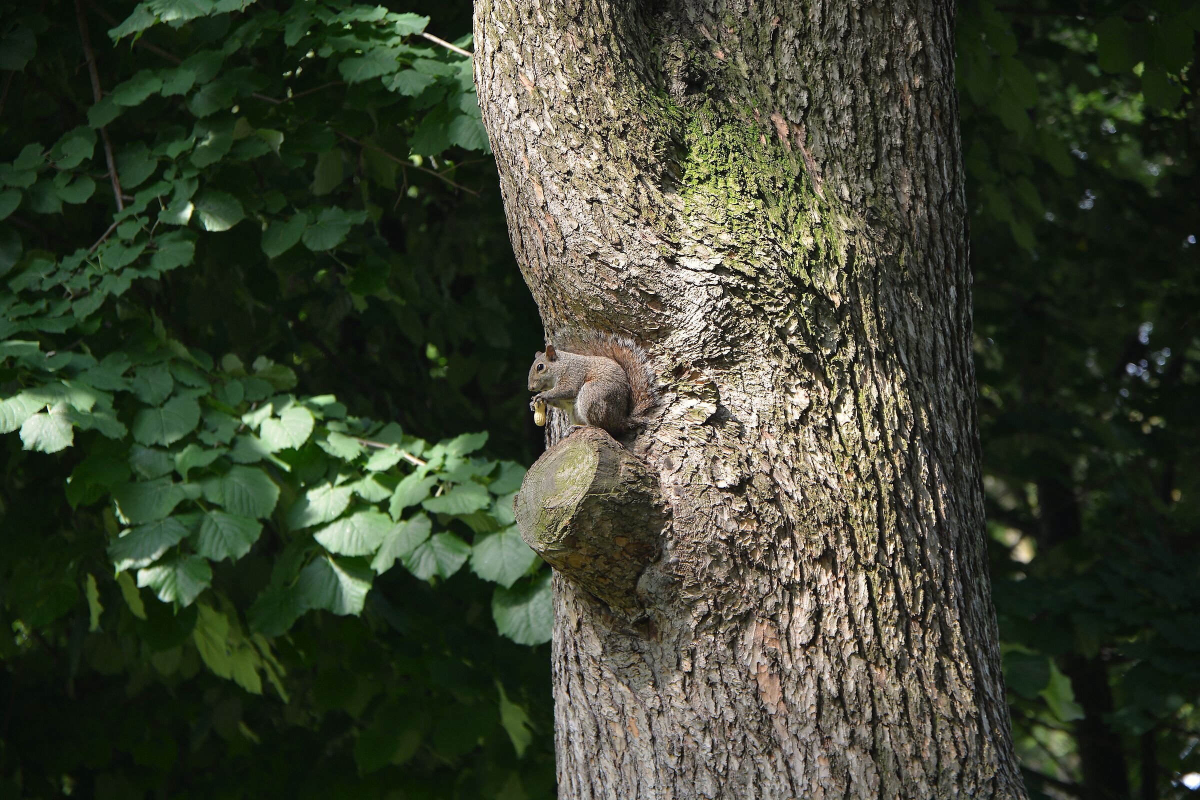 SQUIRREL