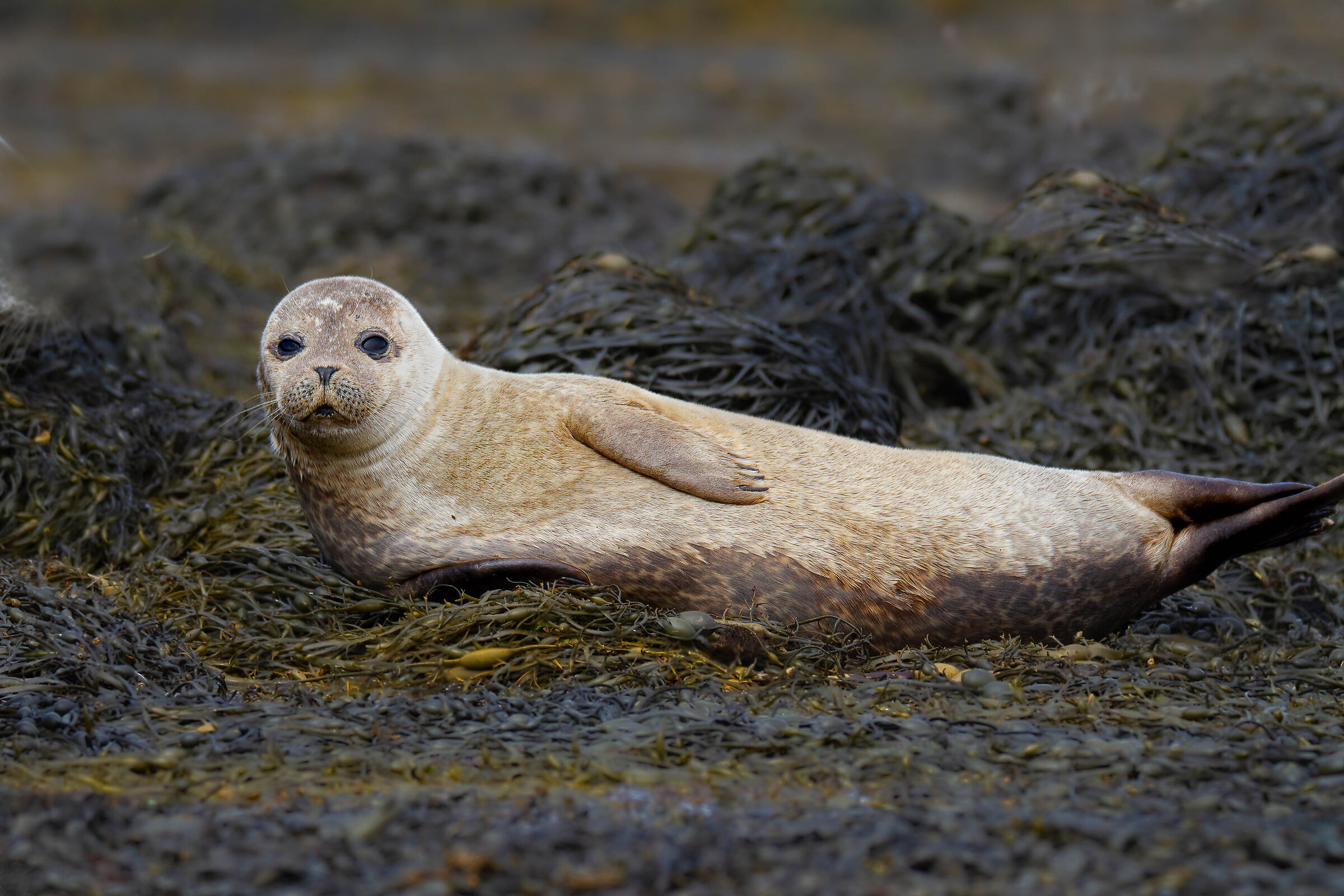 Common seal