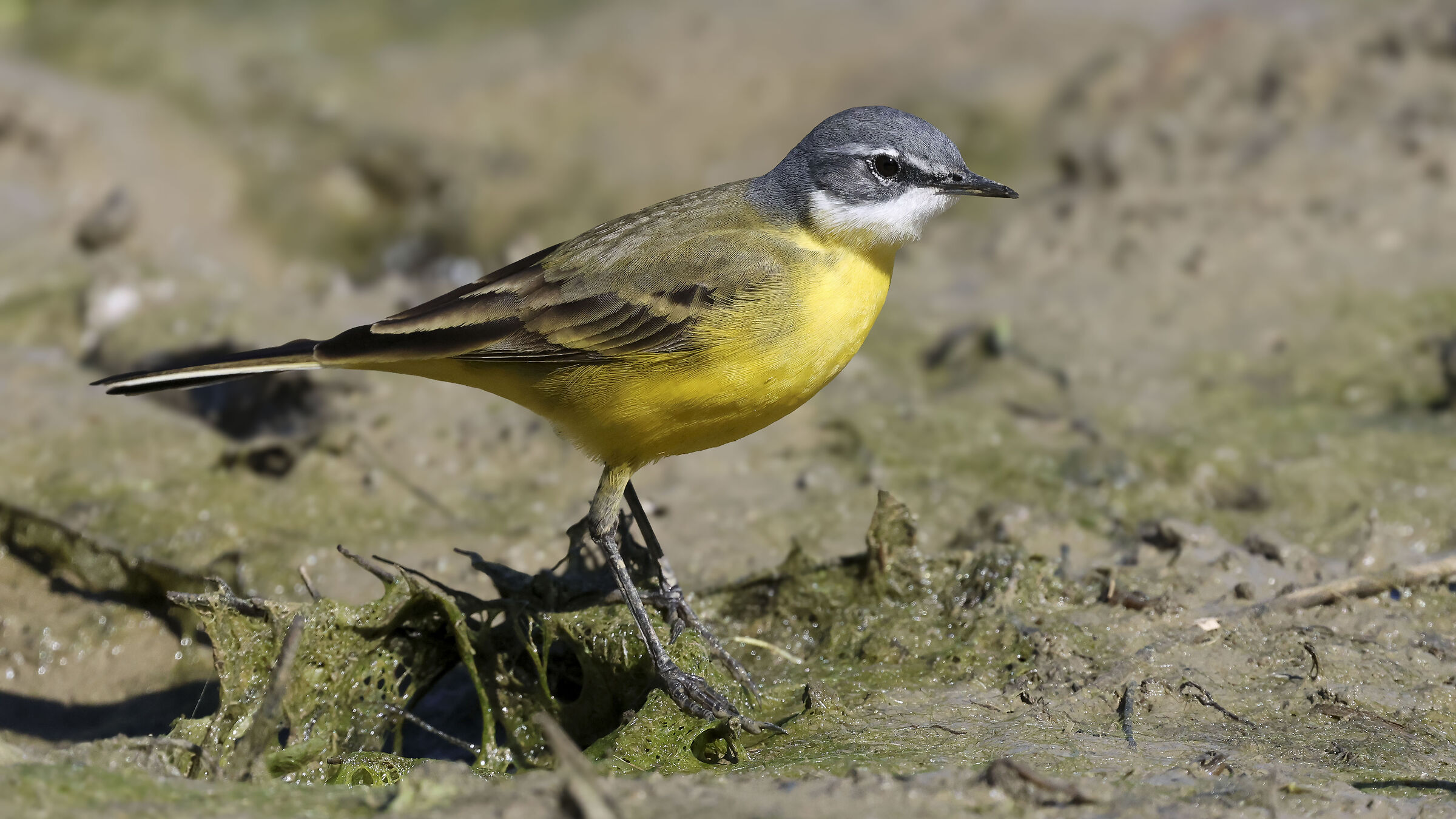Wagtail