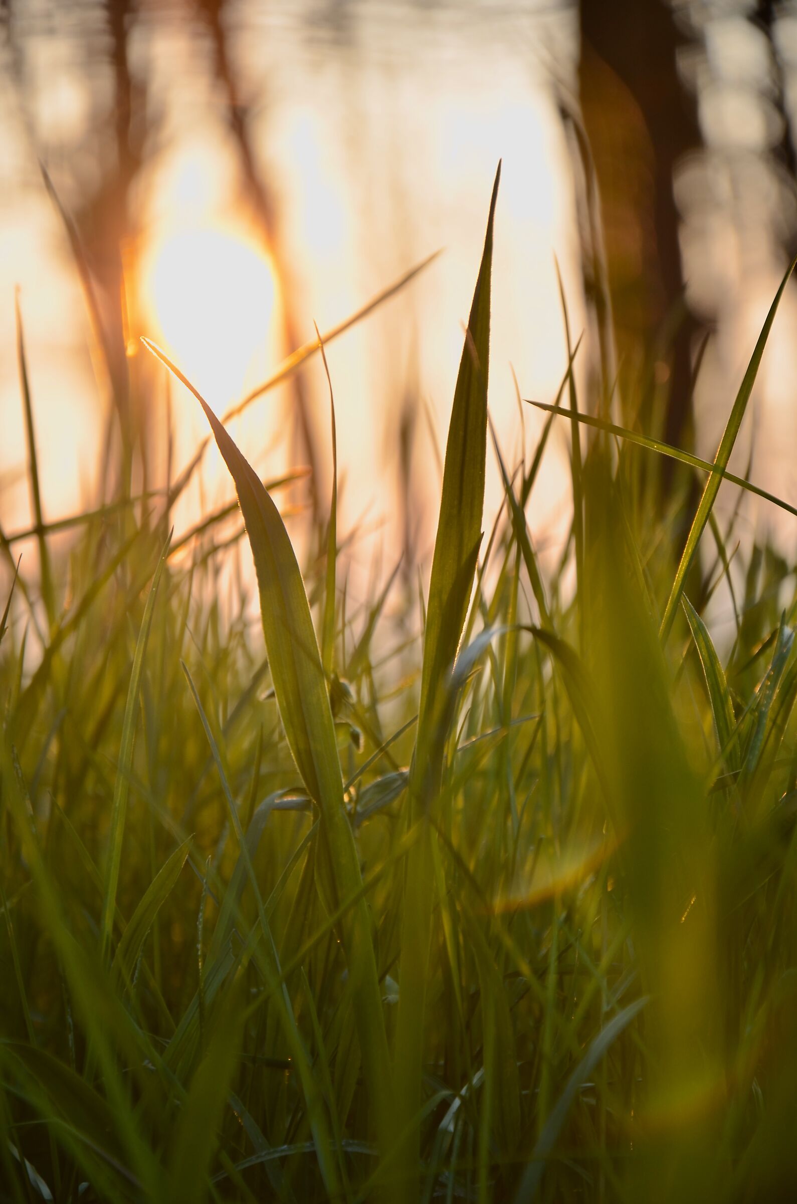 Meadow and sunset...