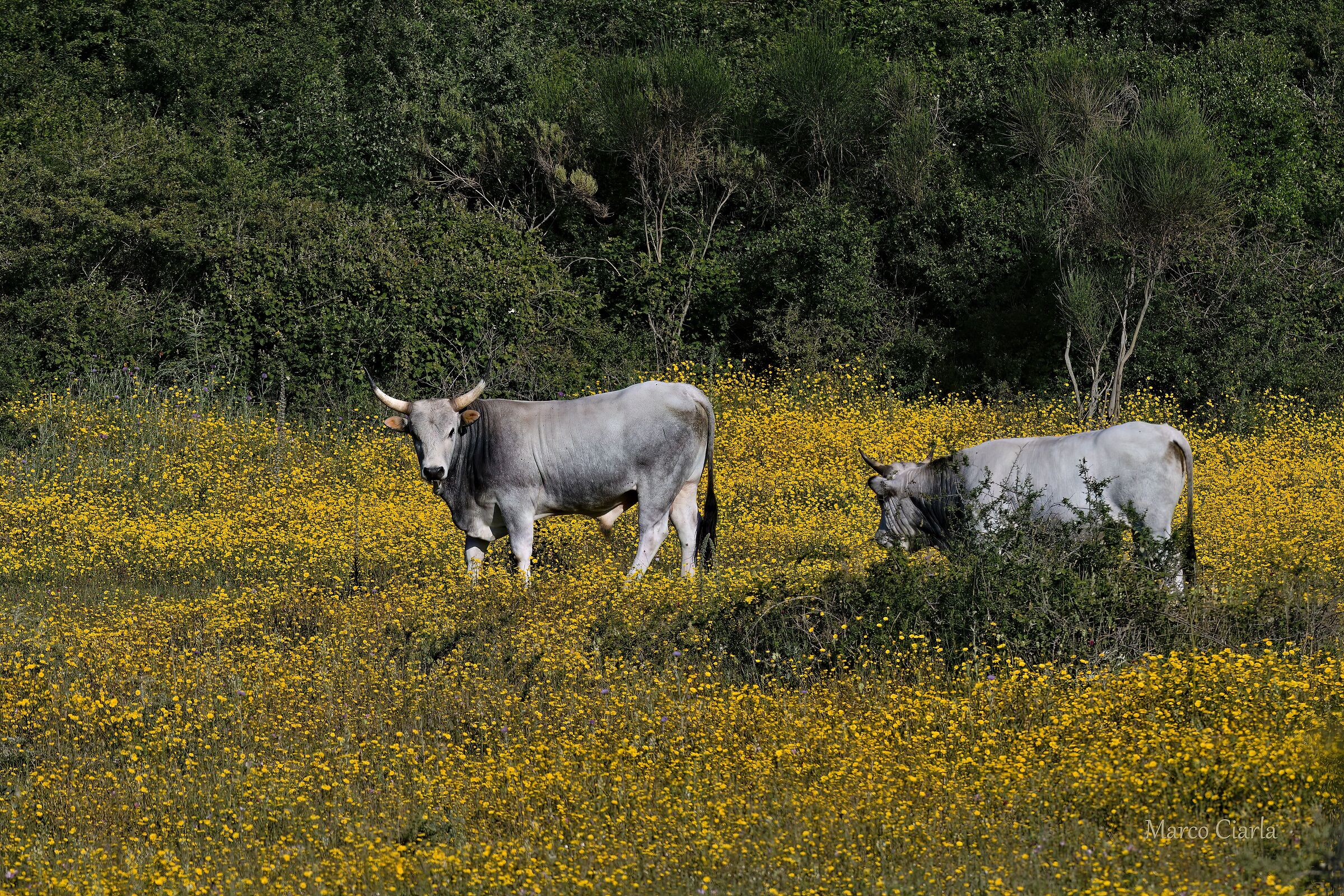 A very calm Taurus