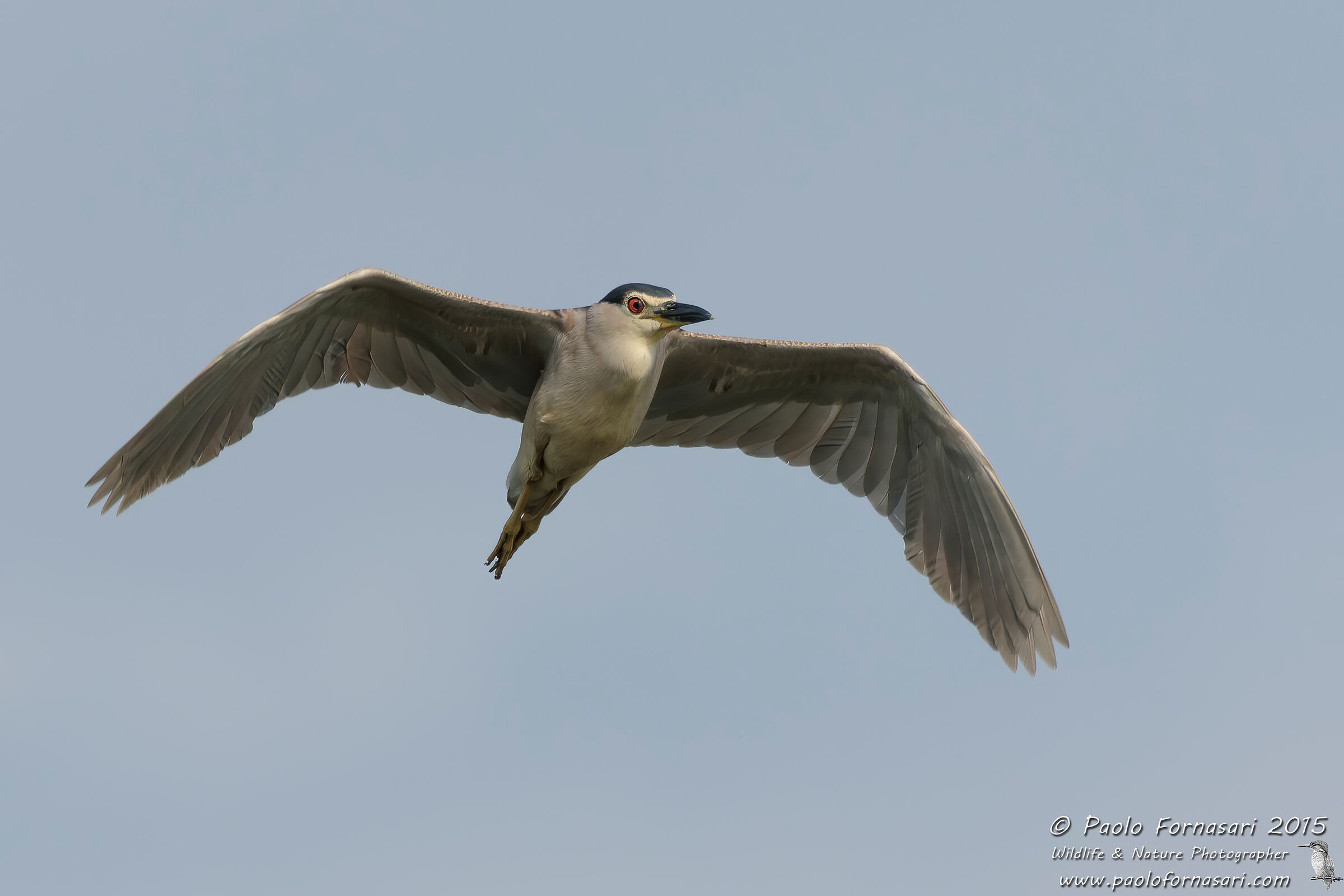 Nitticora (Nycticorax nycticorax)