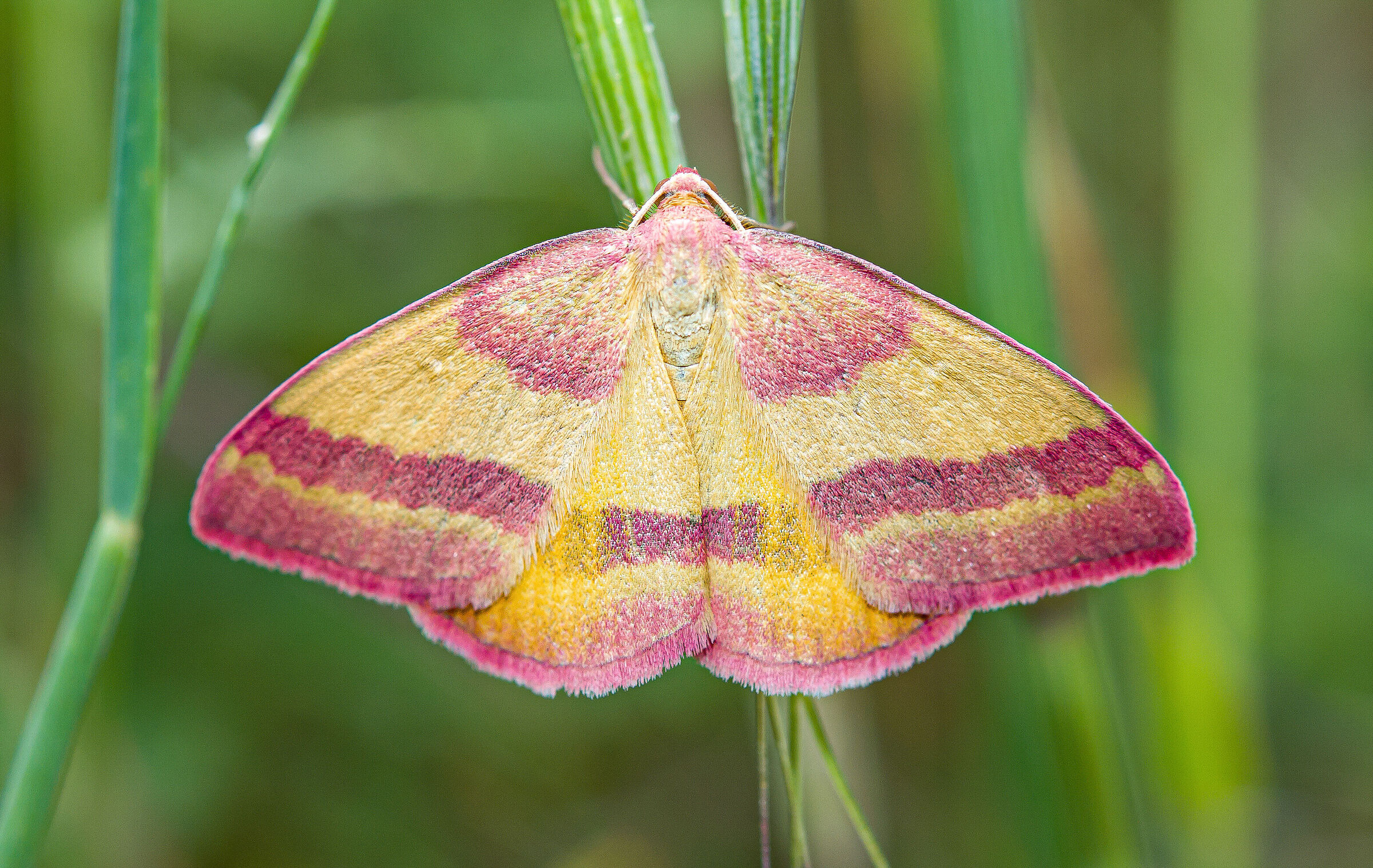Rhodostrophia pudorata sicanaria