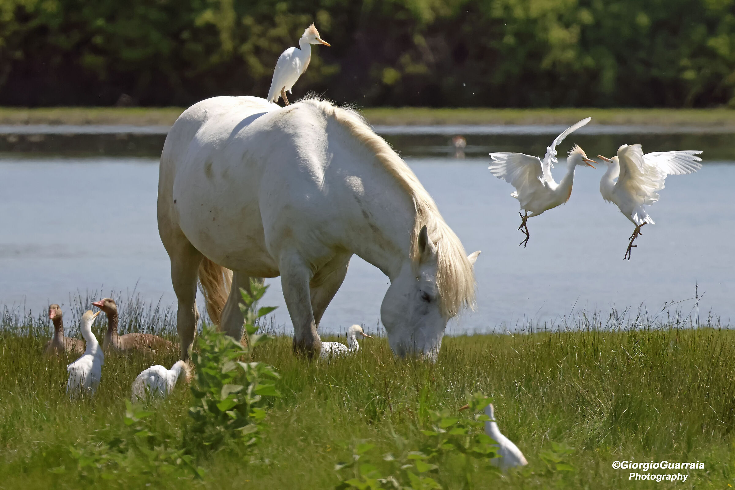 Horses and cattle egrets
