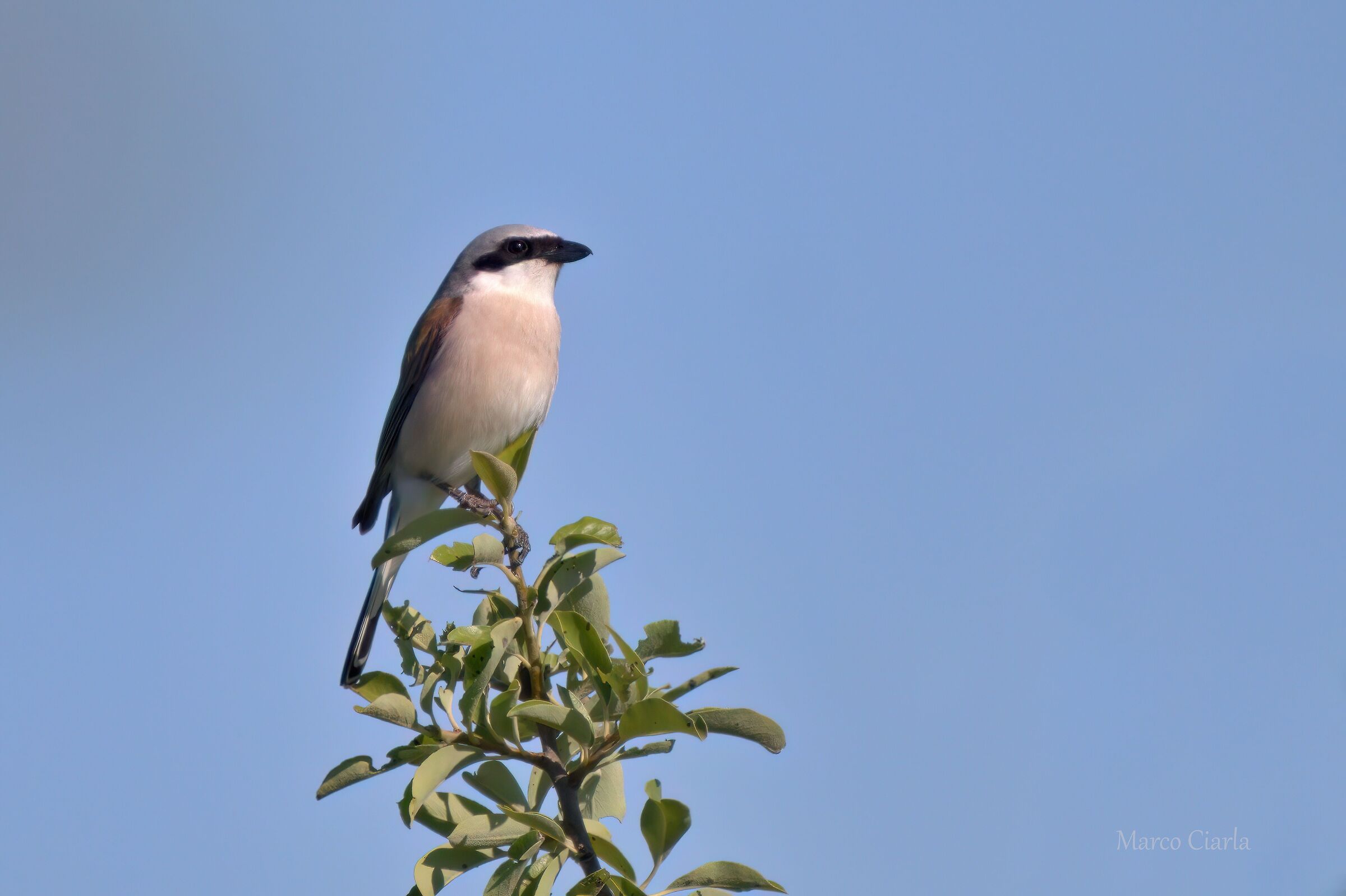 Red-backed shrike (Lanius collurio)