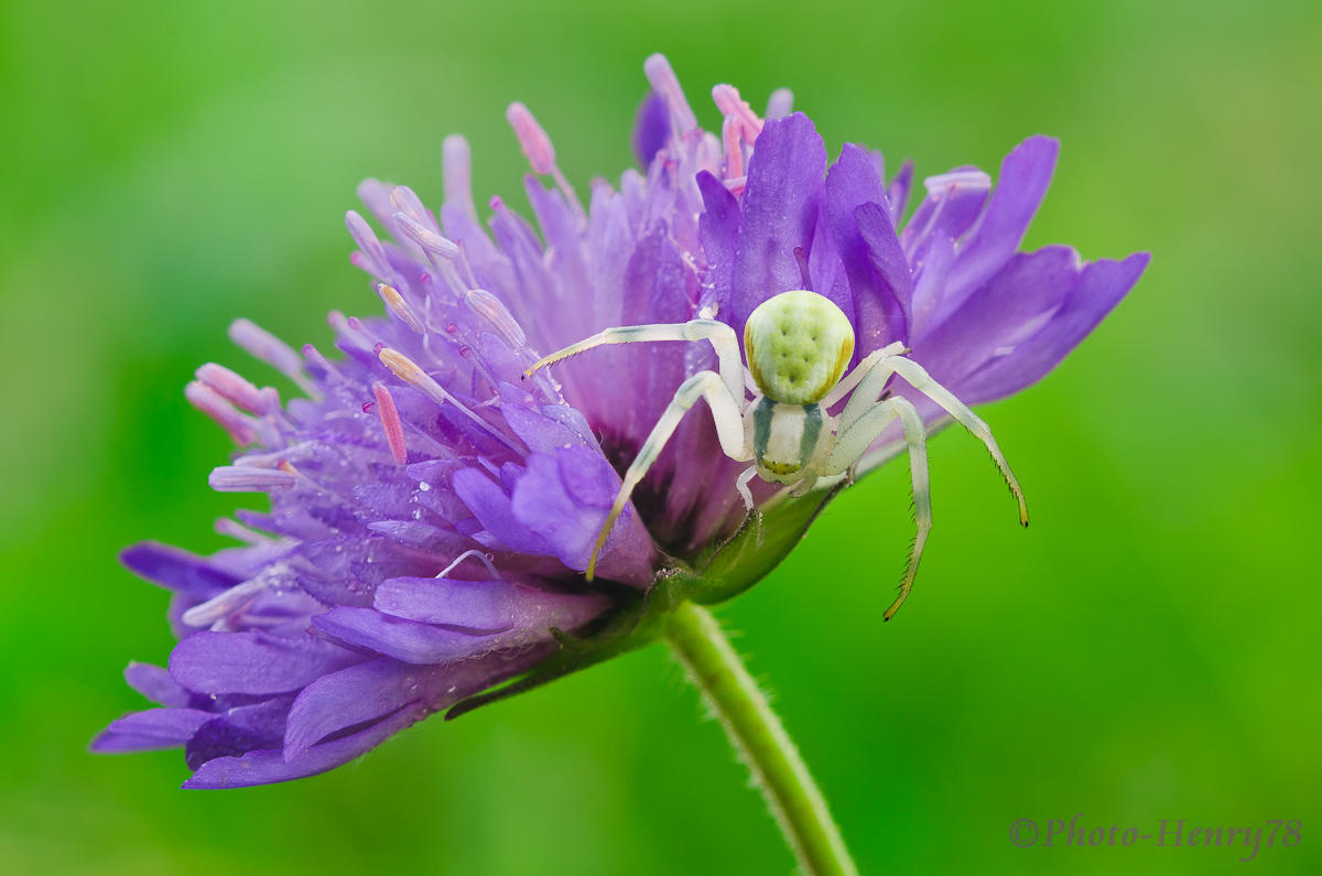 Misumena vatia (granchio dei fiori)