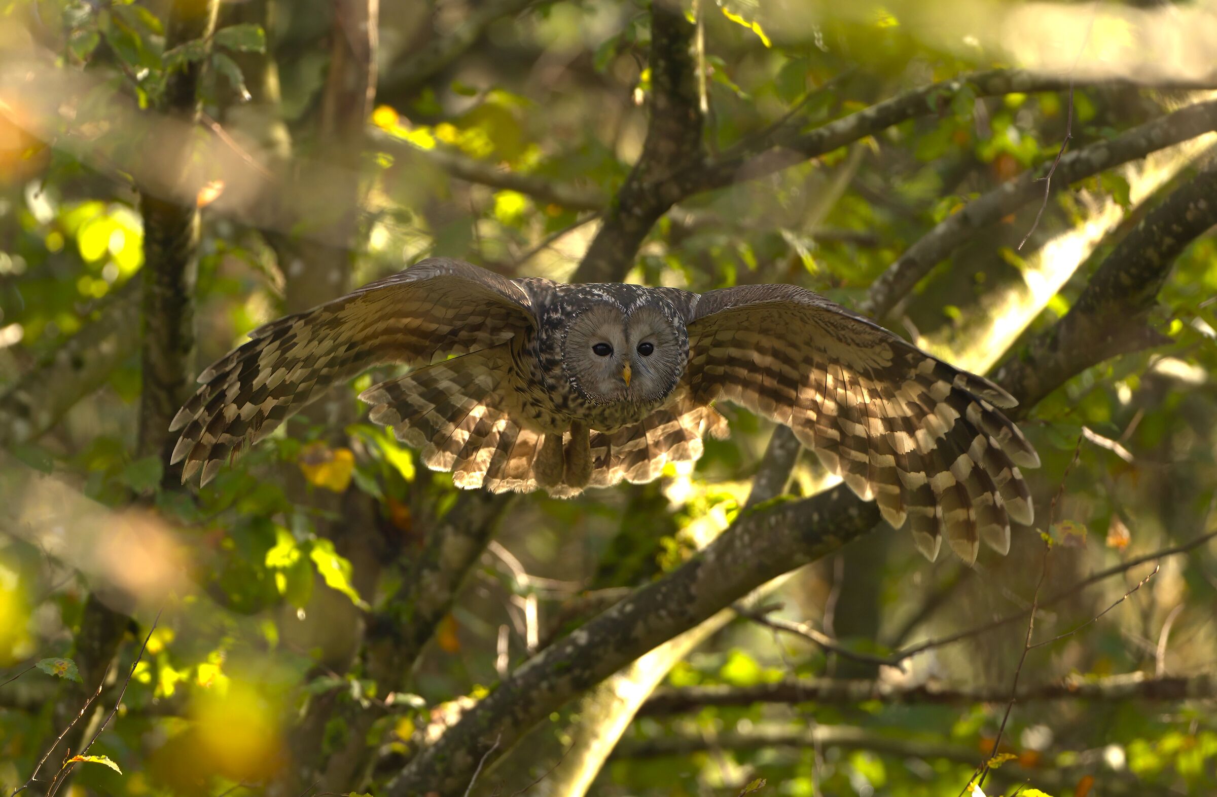 Ural Allocus