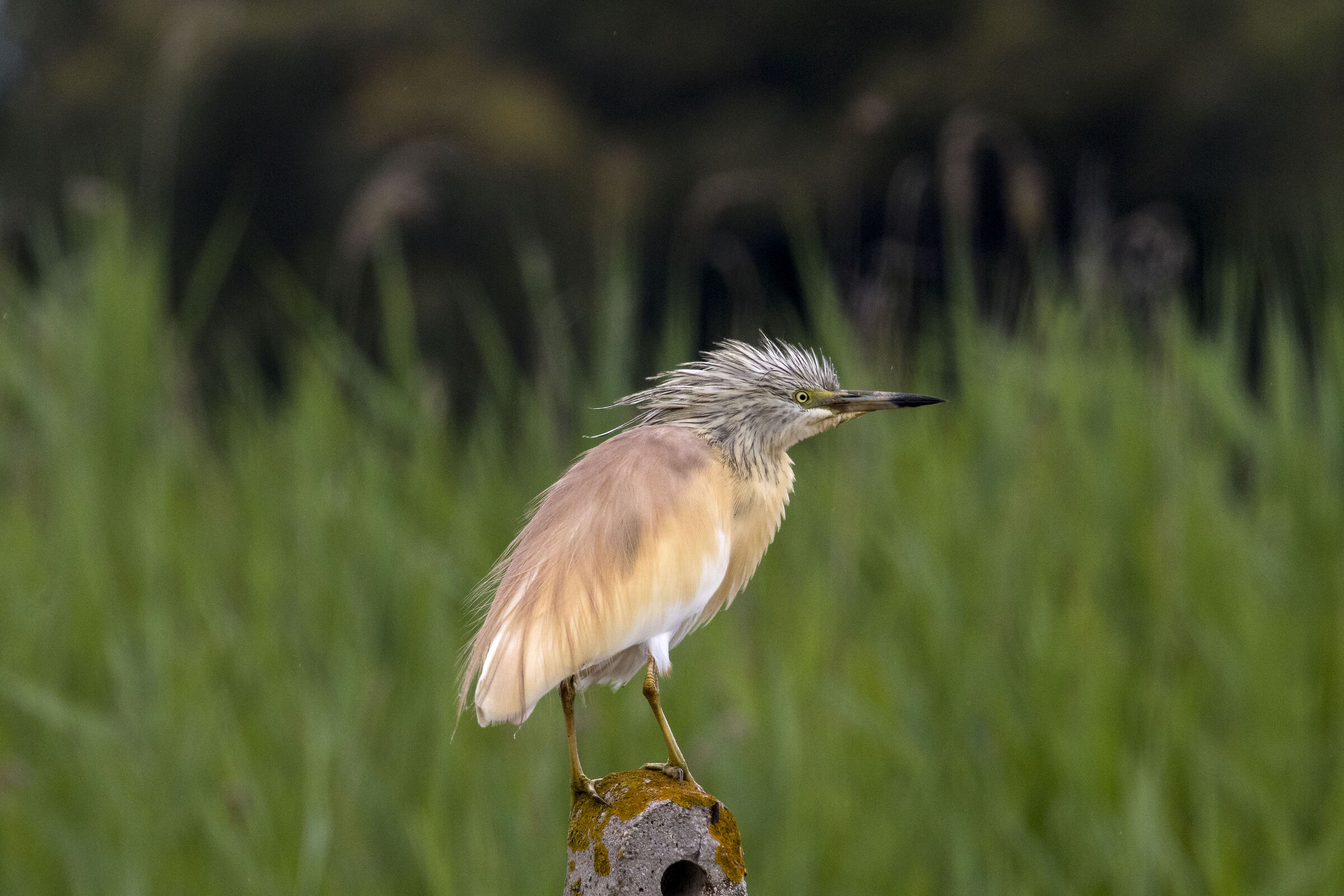 Squacco Heron (Circeo National Park)