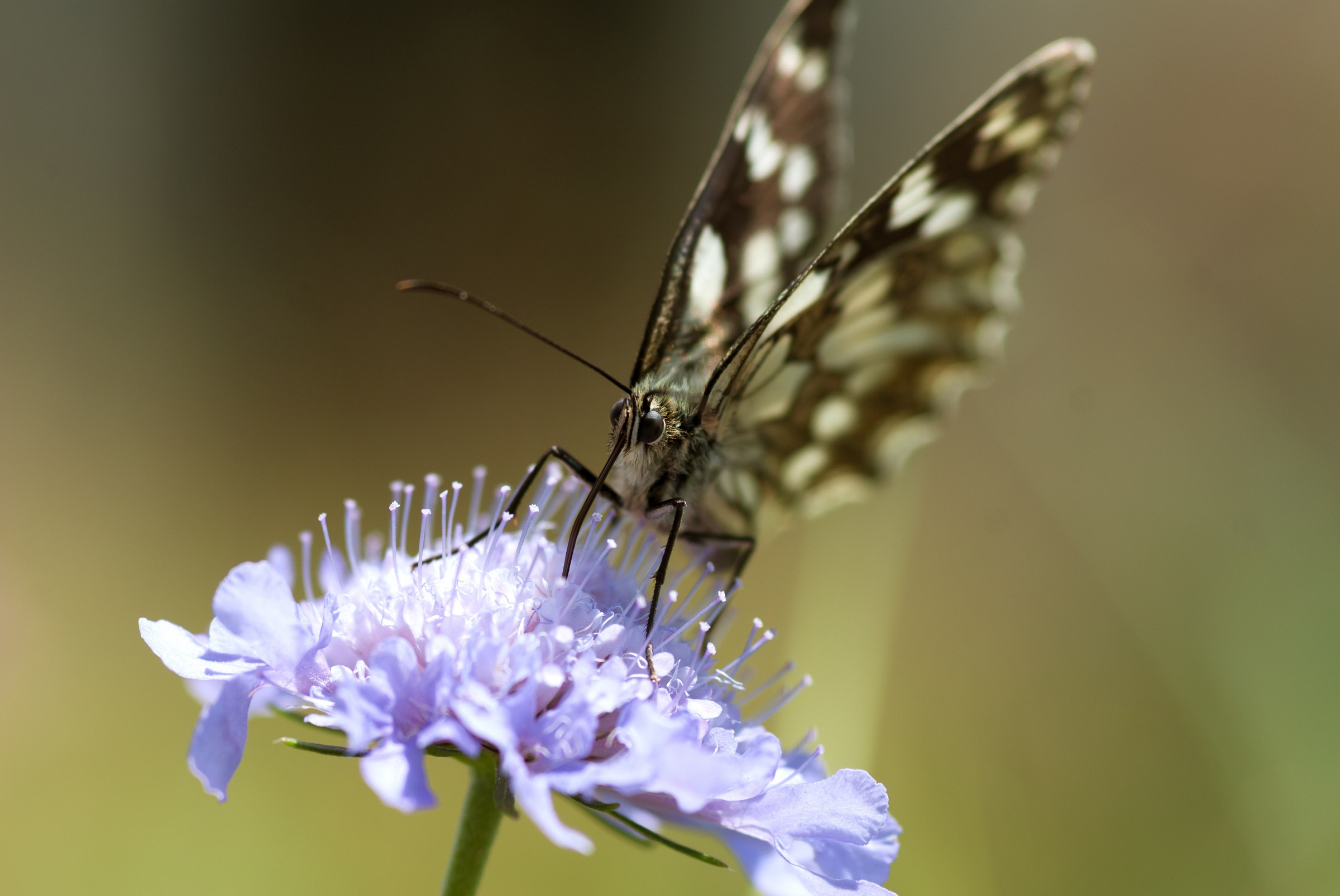 Melanargia galathea