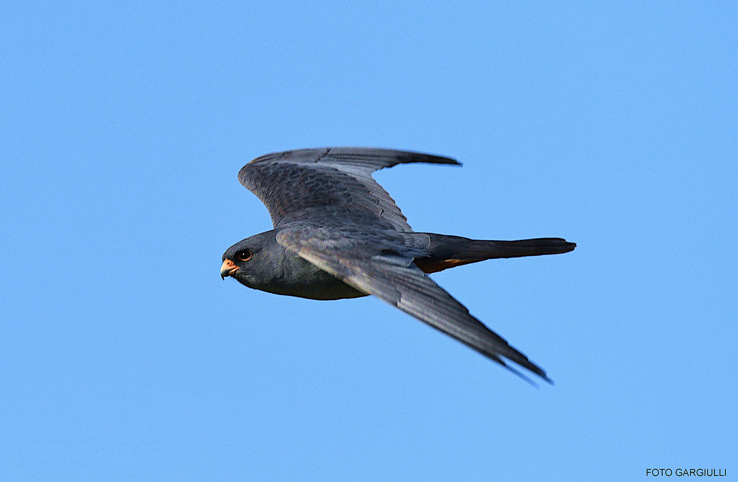 Male Cuckoo Falcon