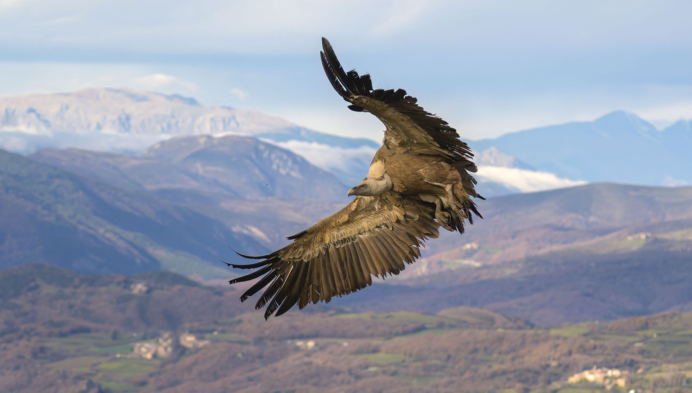 Griffin