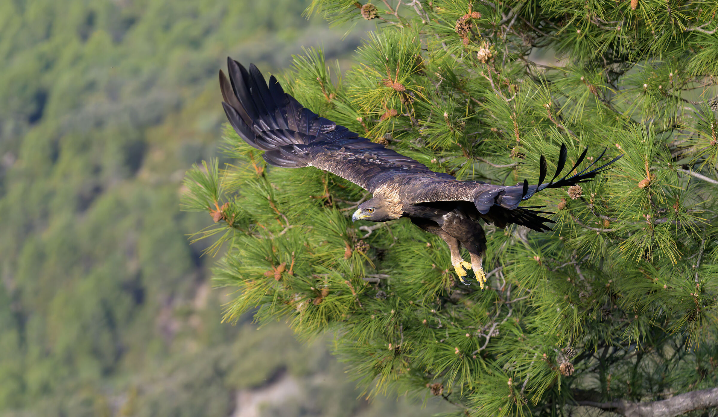 Golden eagle