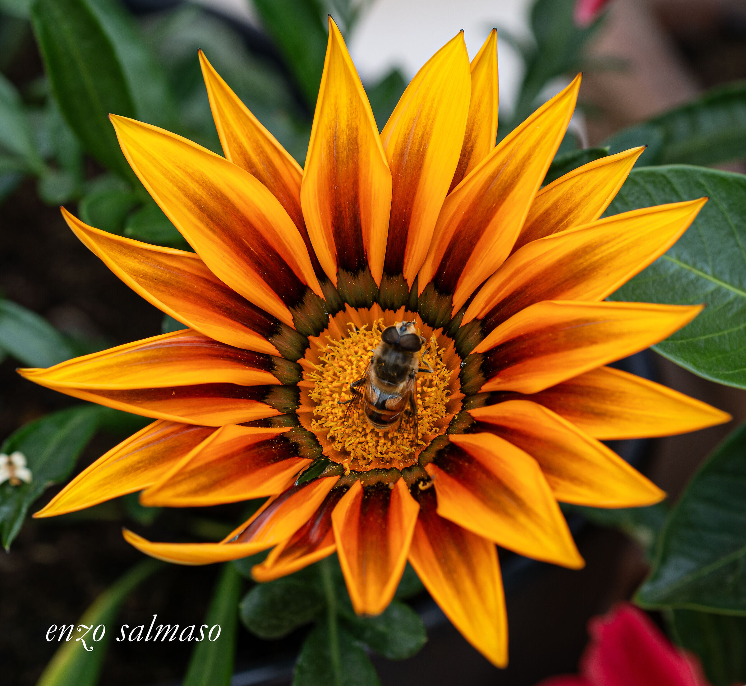 Gazania, con ospite..