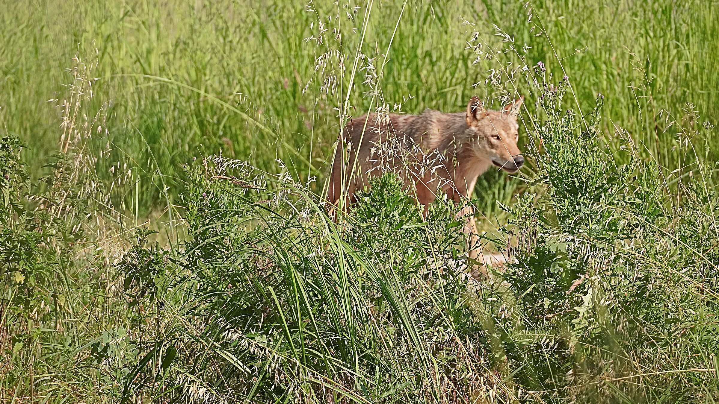 Close encounter with the wolf