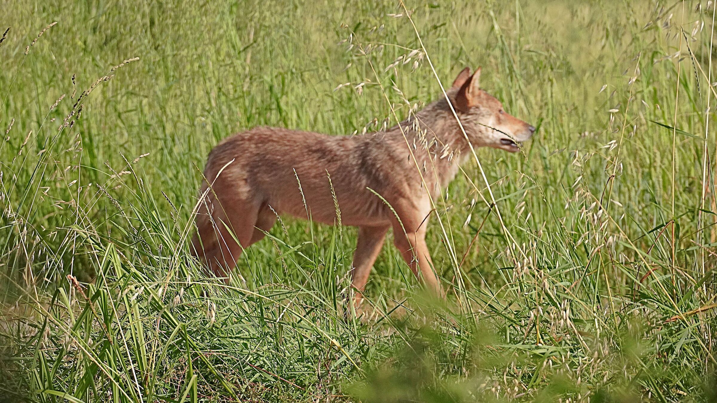 Close encounter with the wolf