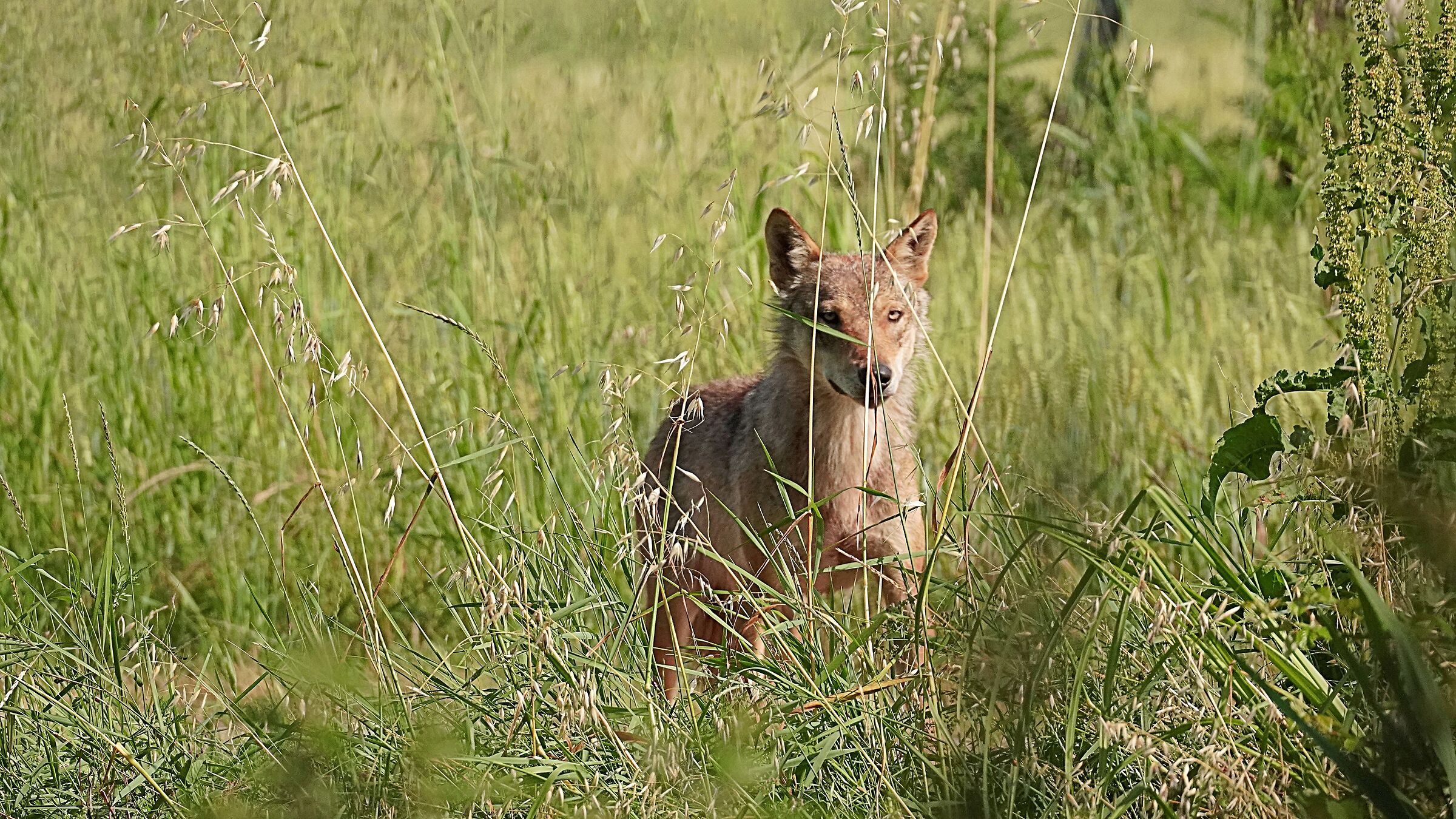 Close encounter with the wolf