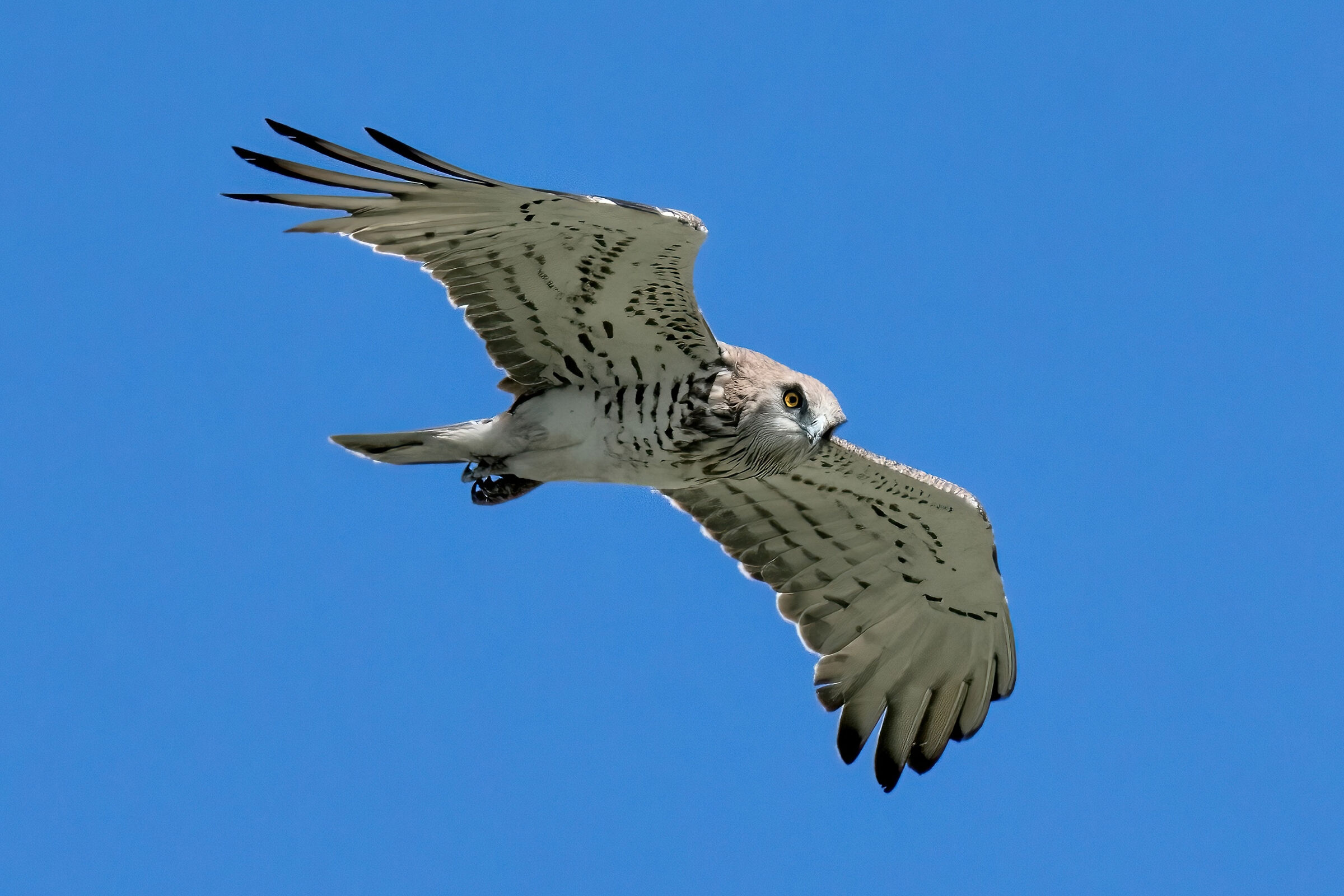 Biancone (Circaetus gallicus)