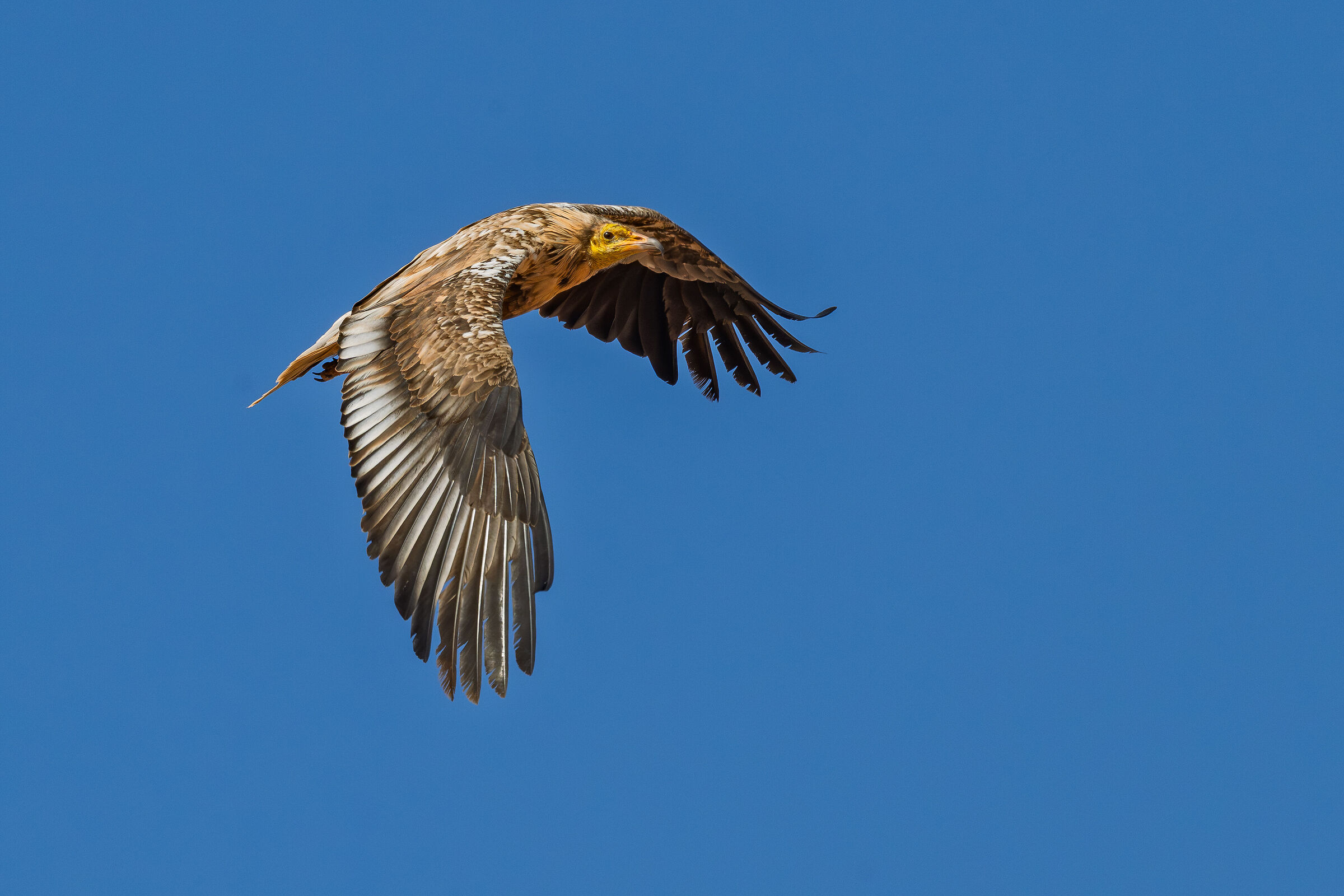 Insular Egyptian vulture (ssp majorensis) 3cy