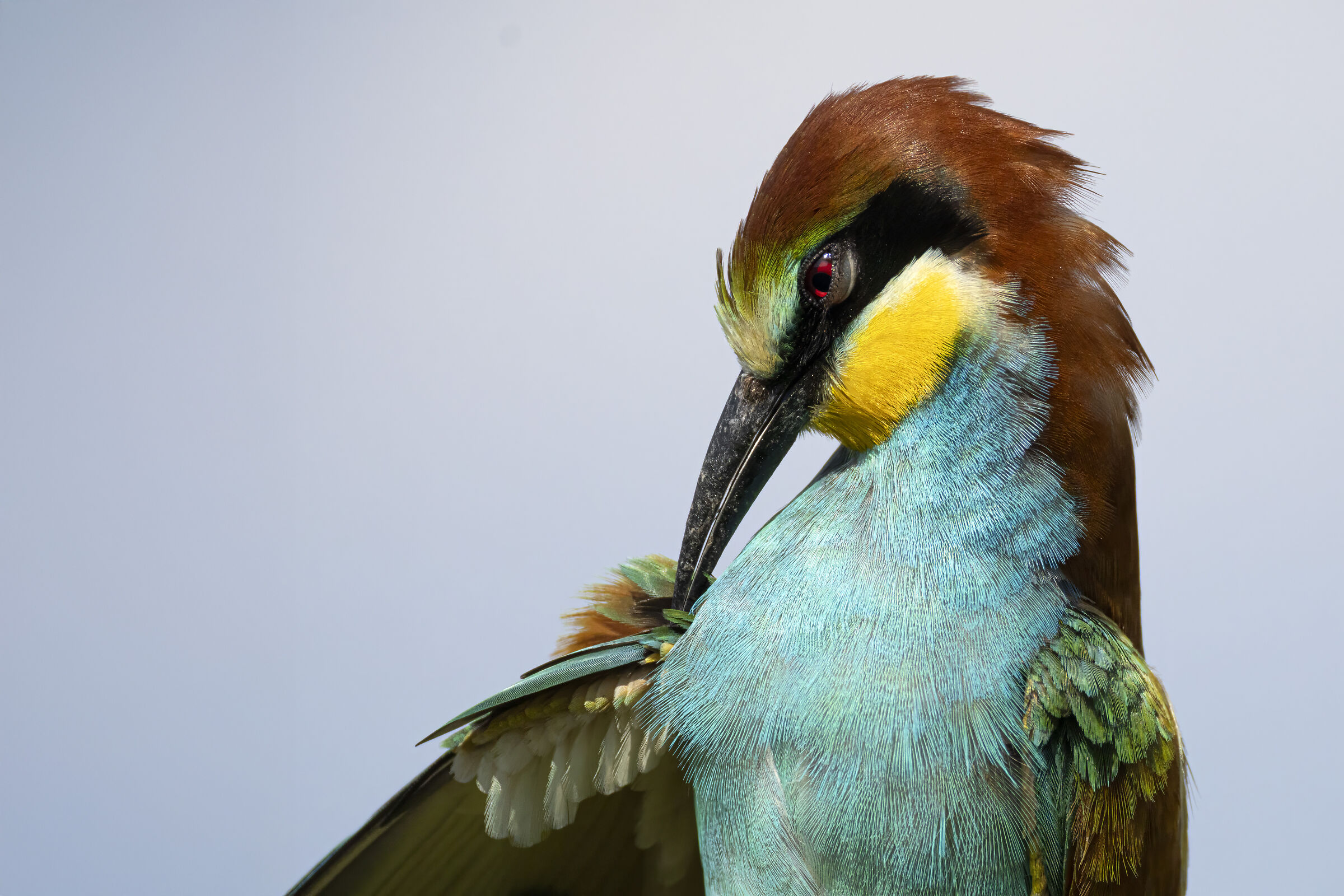 Bee-eater