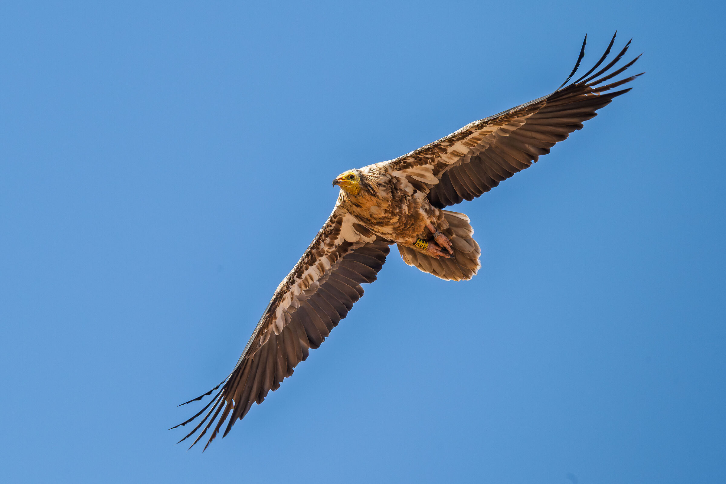 Insular Egyptian vulture (ssp majorensis) 3cy