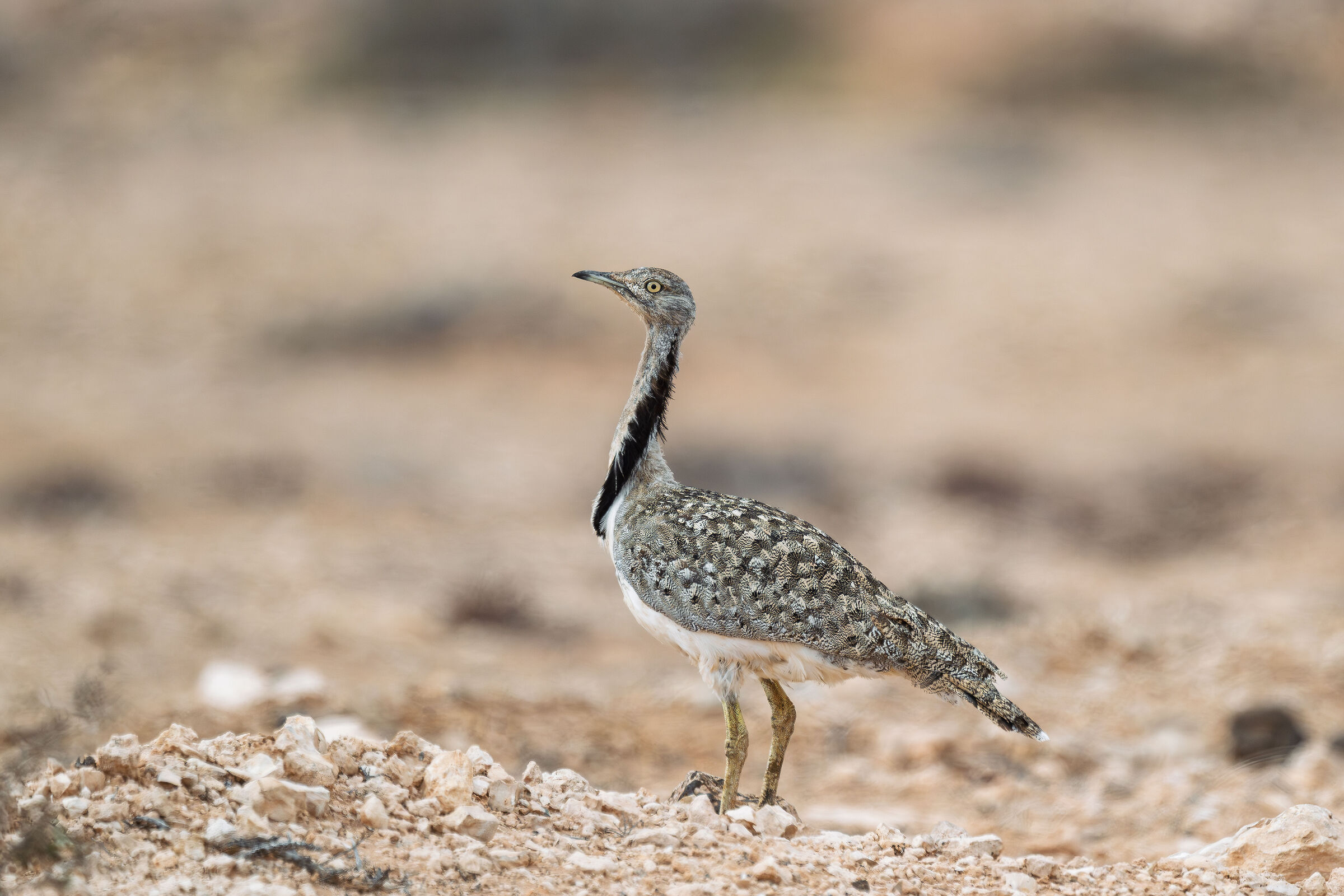 Houbara bustard