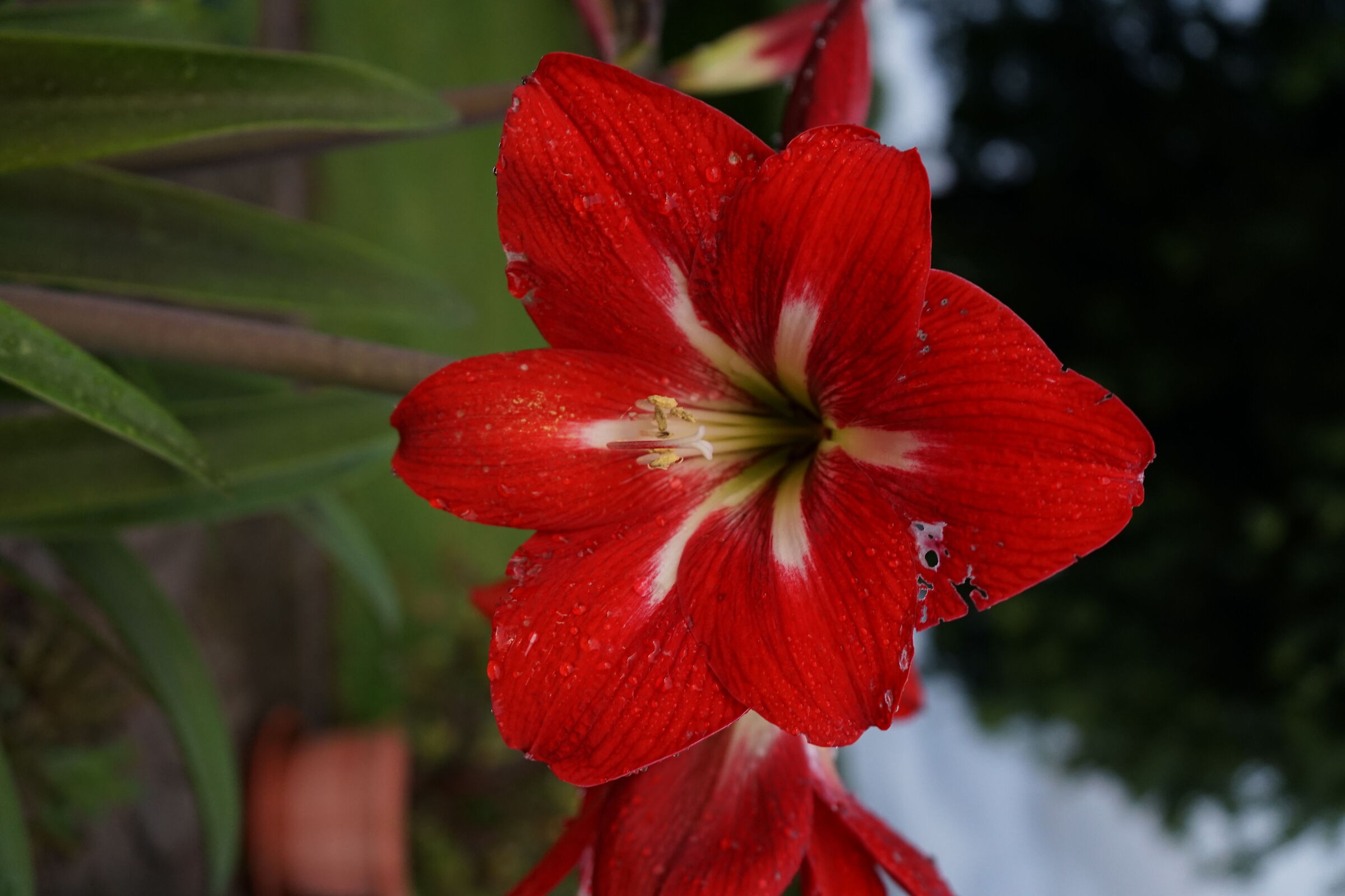Red Flower
