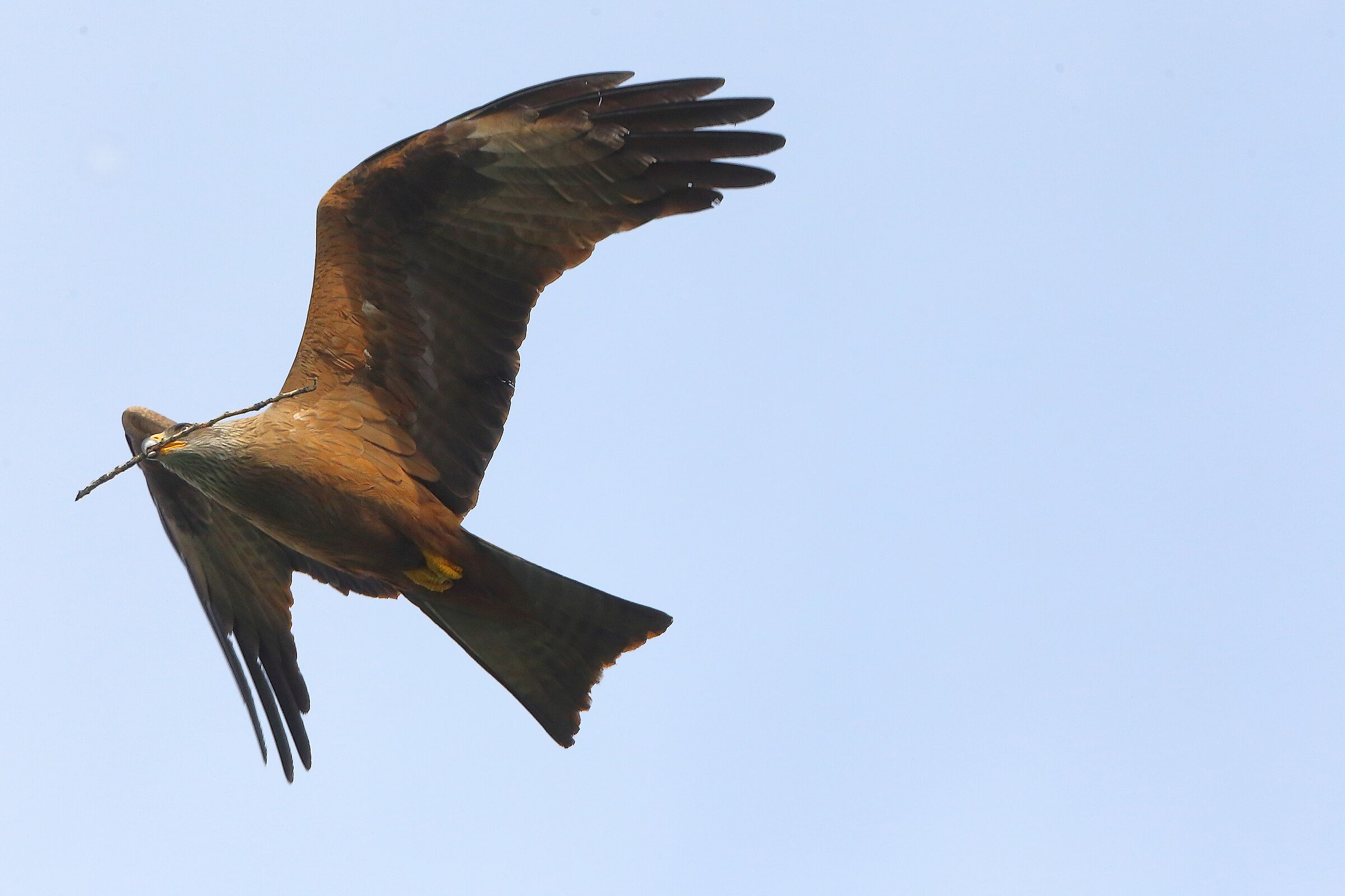 Nibbio bruno 30 marzo 2025 - 0077