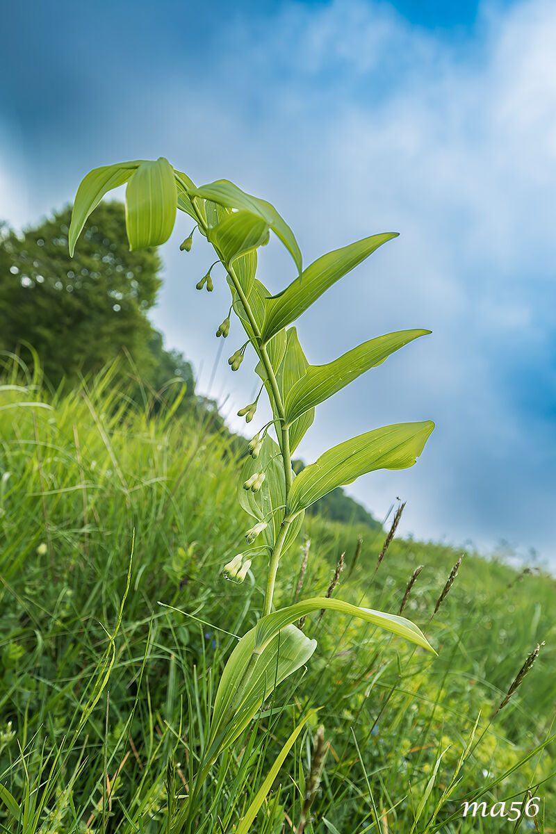 Solomon's Seal