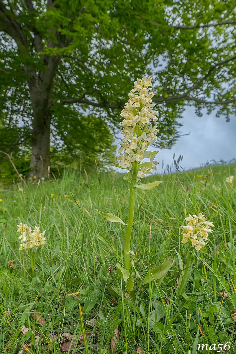 Orchids in the undergrowth