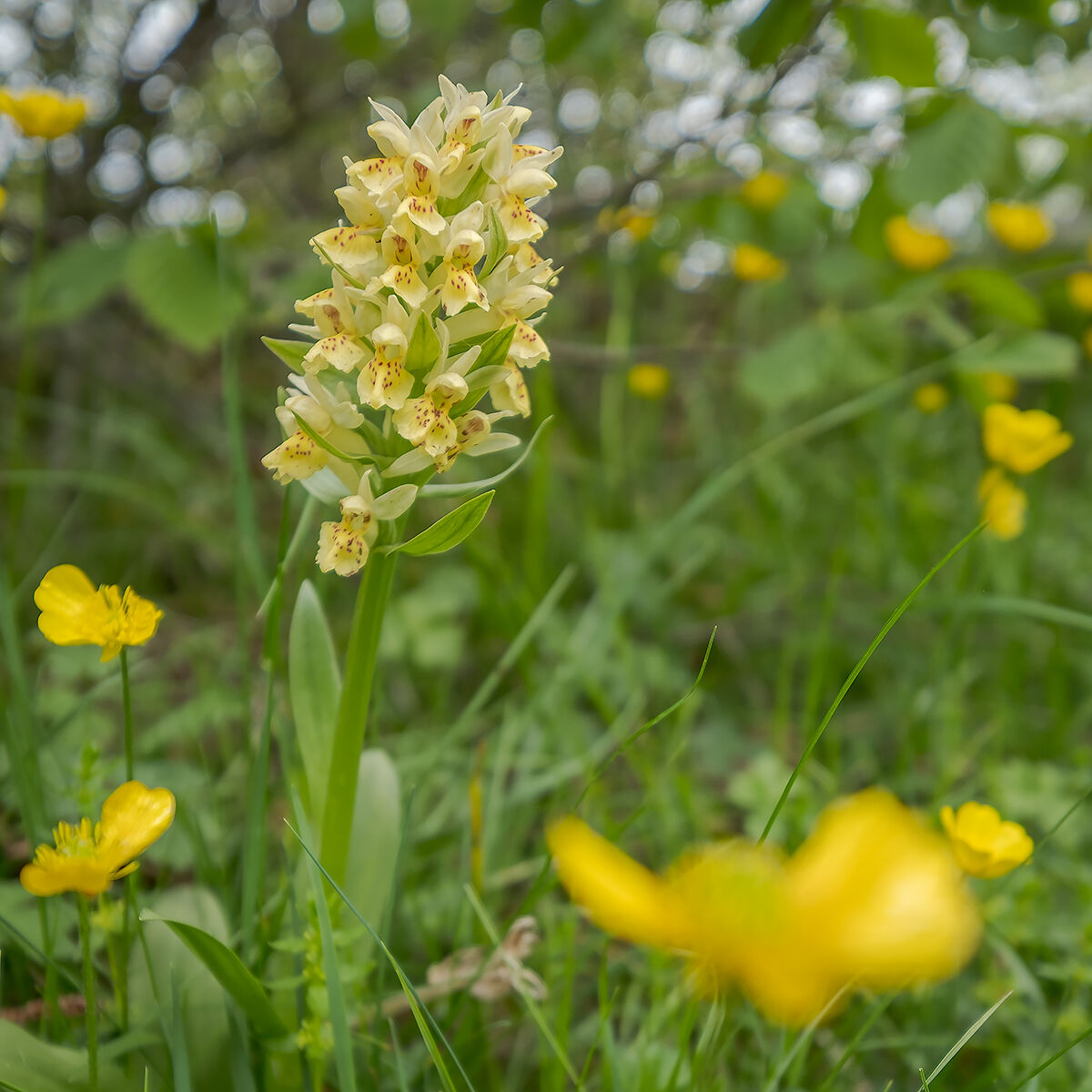 Orchids in the undergrowth