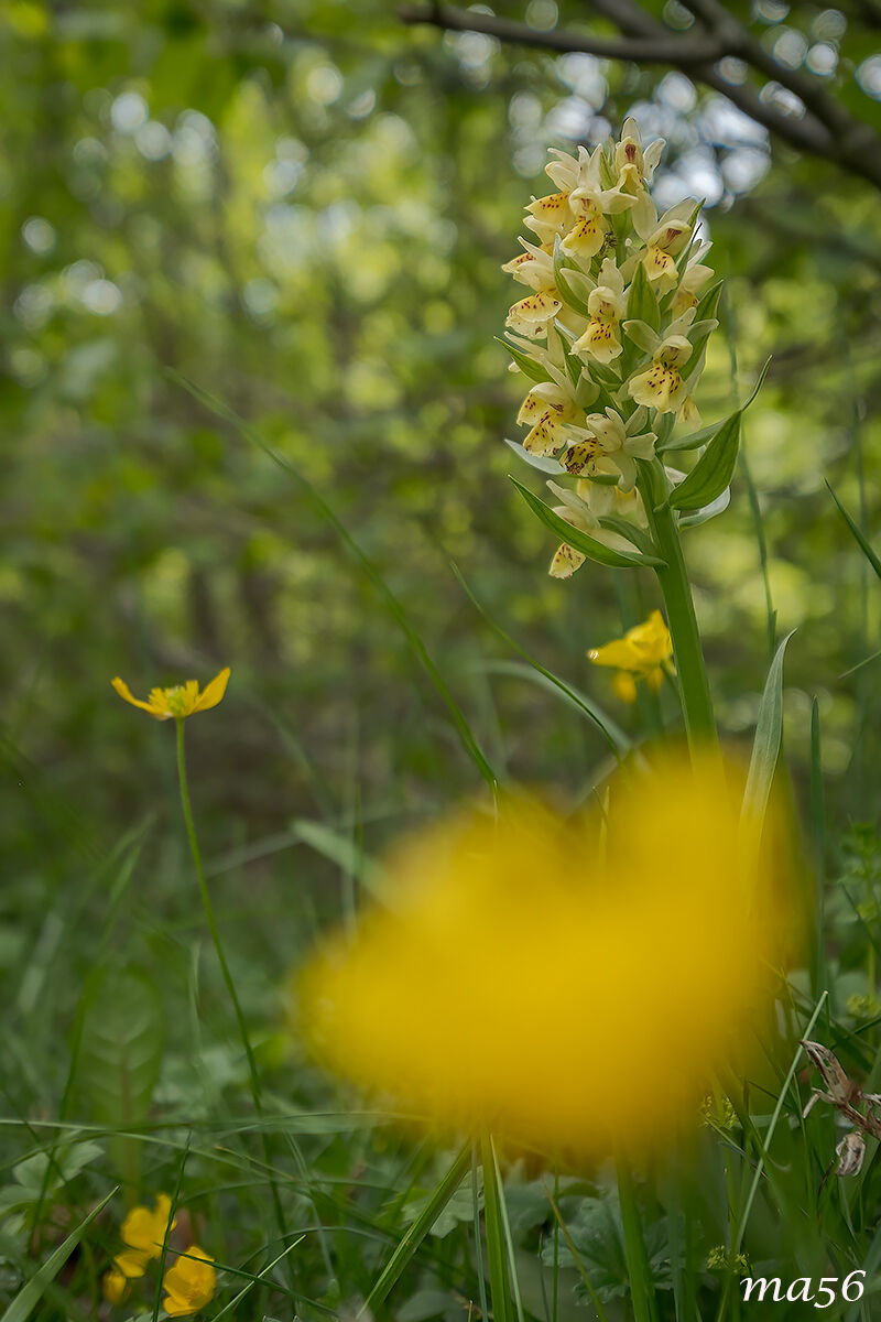 Yellow orchid