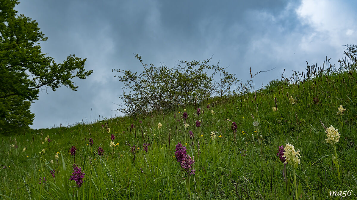 Orchids in the undergrowth