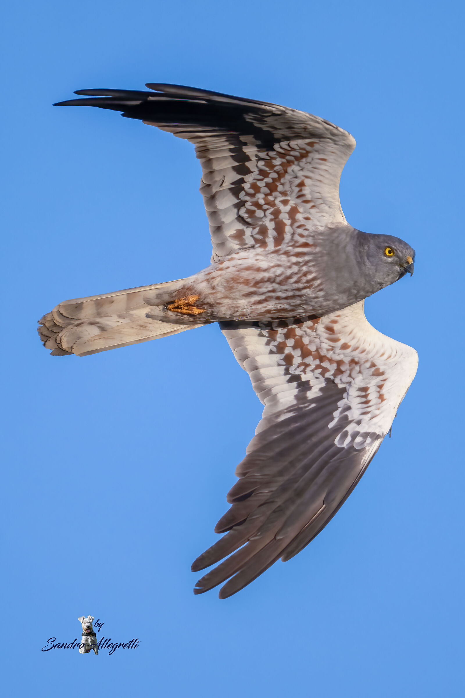 L'albanella minore (Circus pygargus)