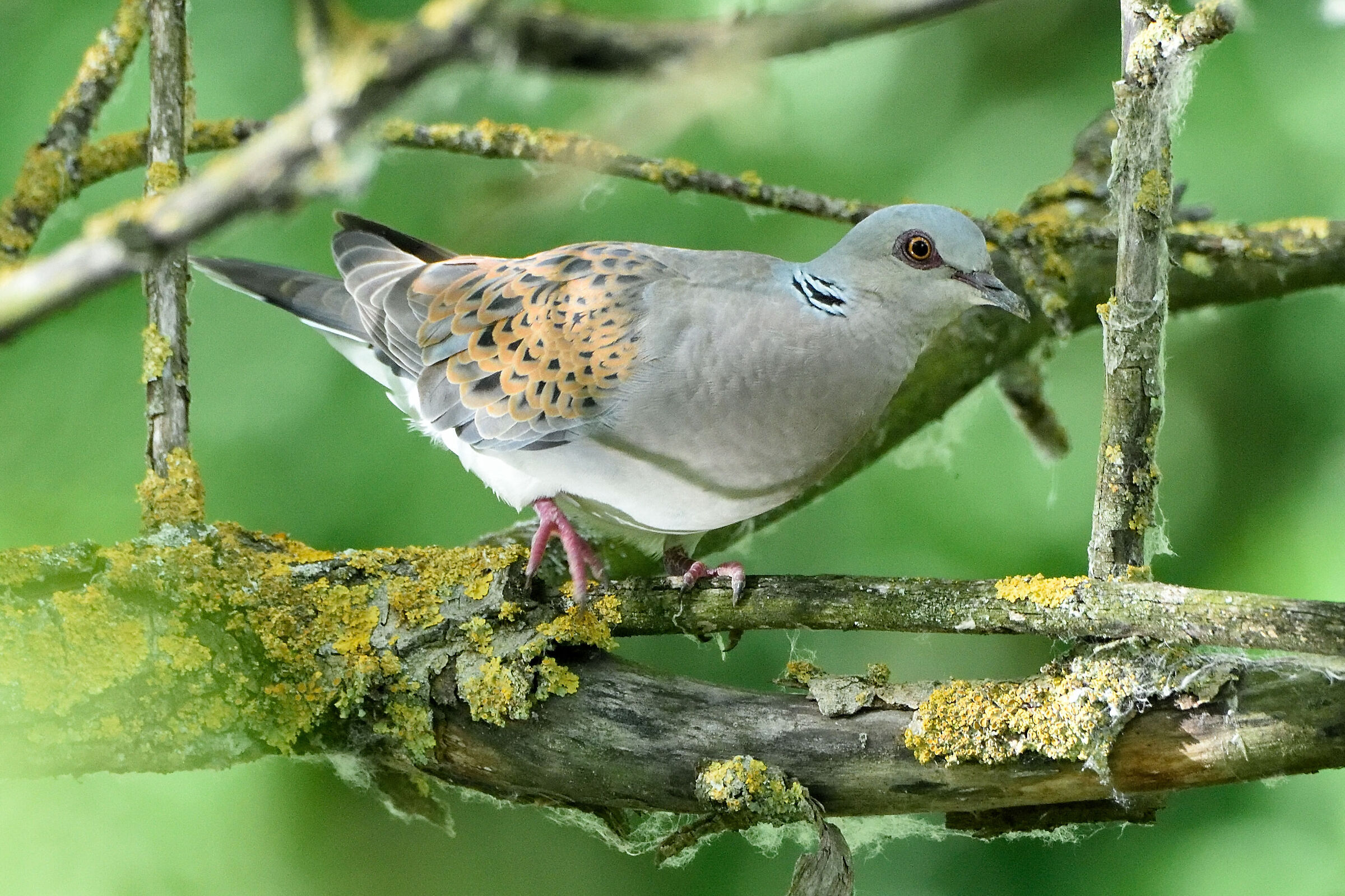 Turtledove