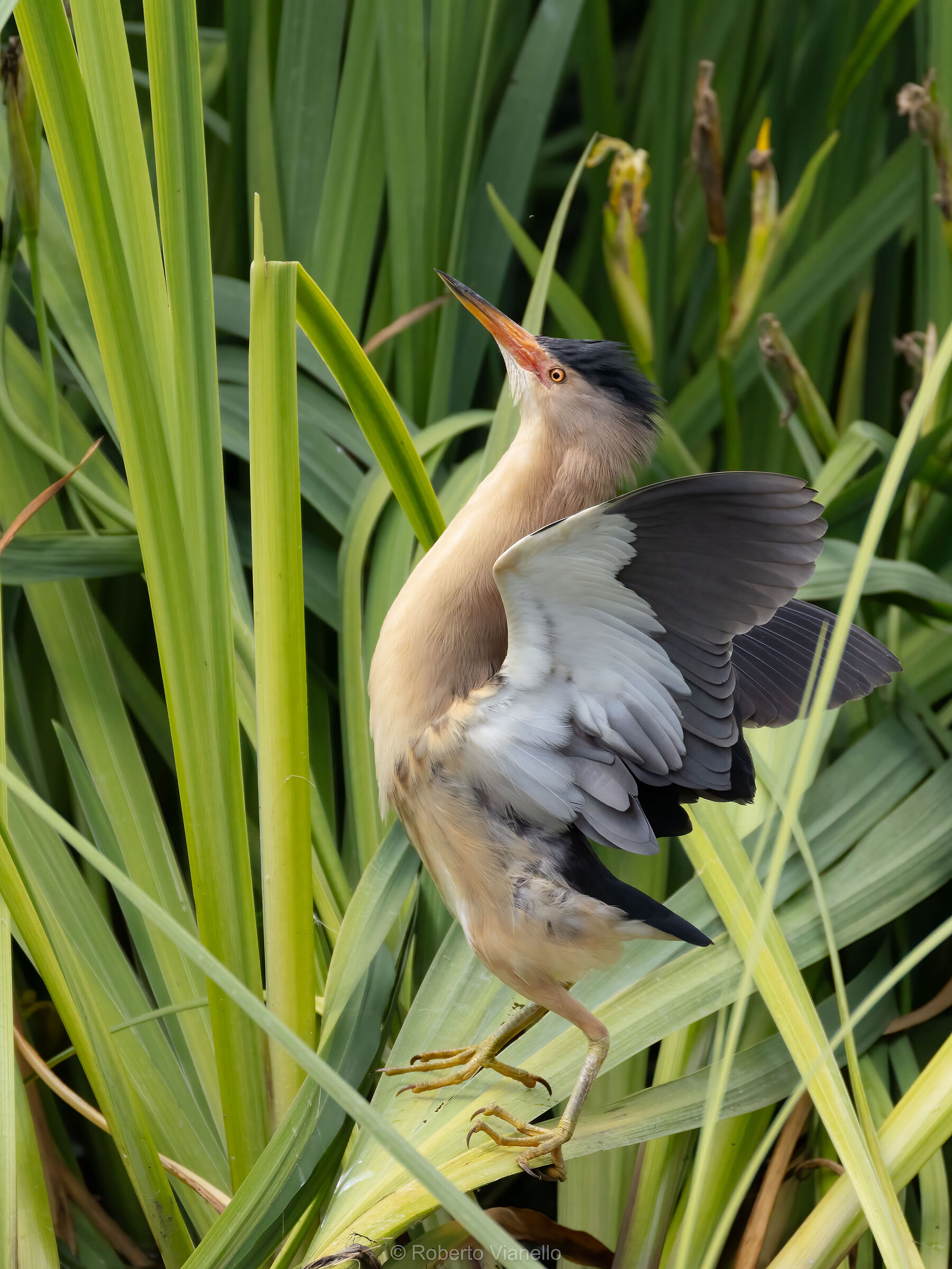 Tarabusino (Ixobrychus minutus)