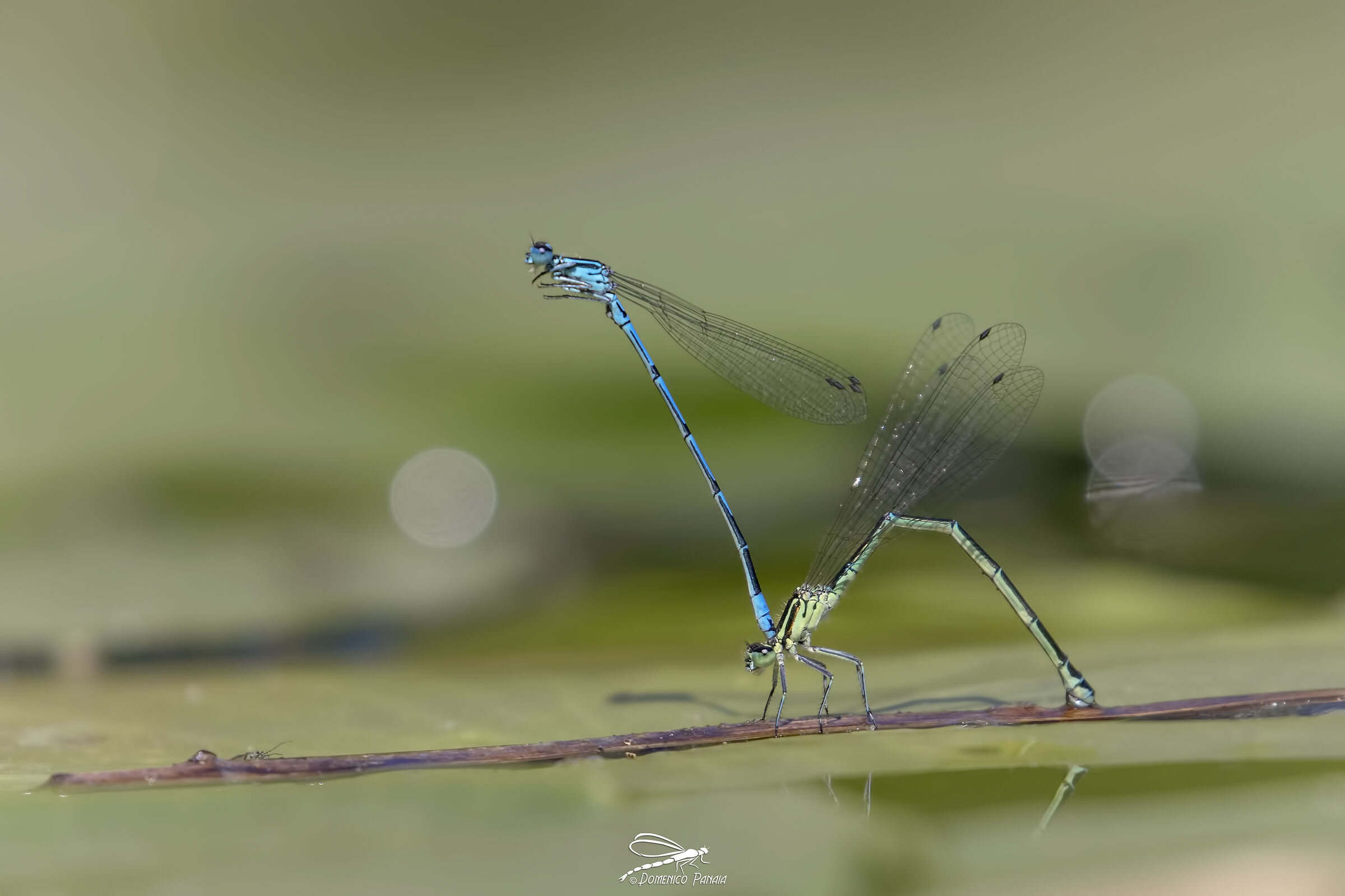 coenagrion puella
