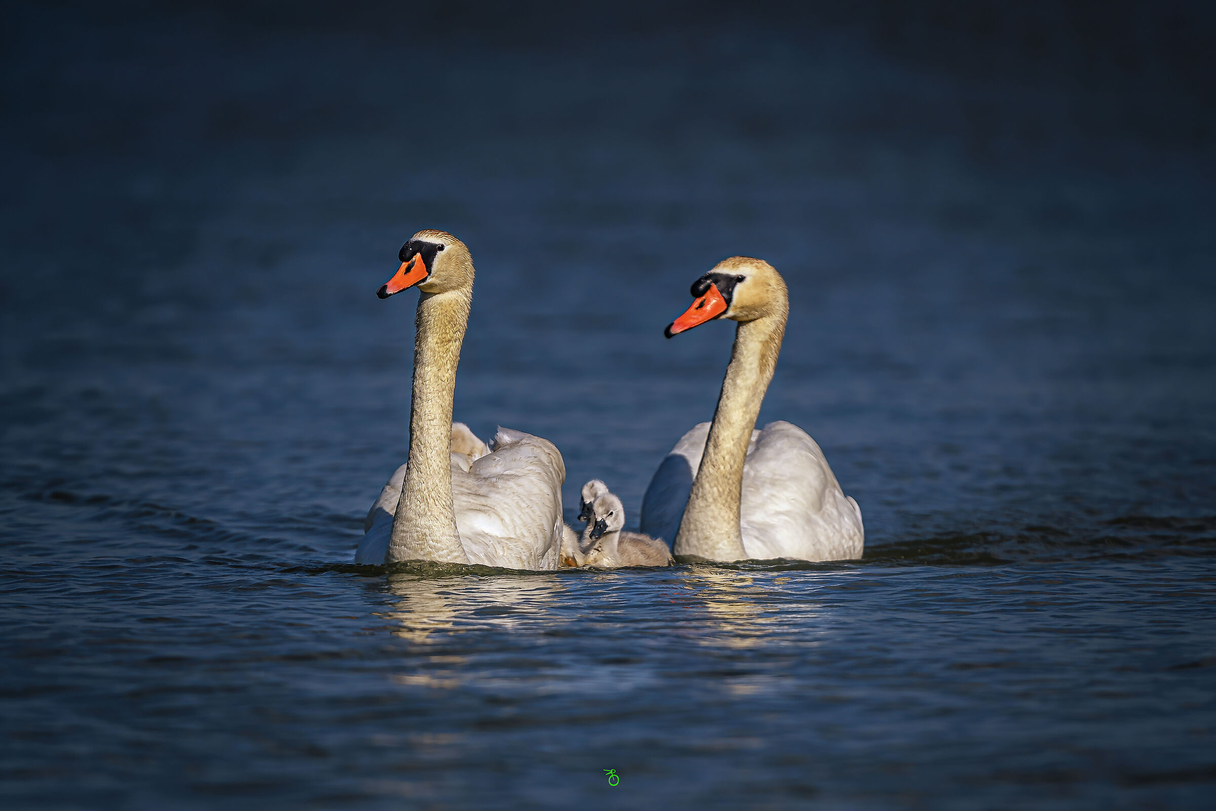 Coppia di cigni, delta del Po